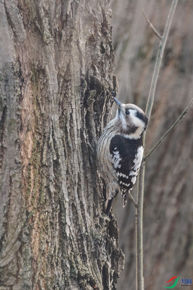 DSC_6749_DxO.jpg