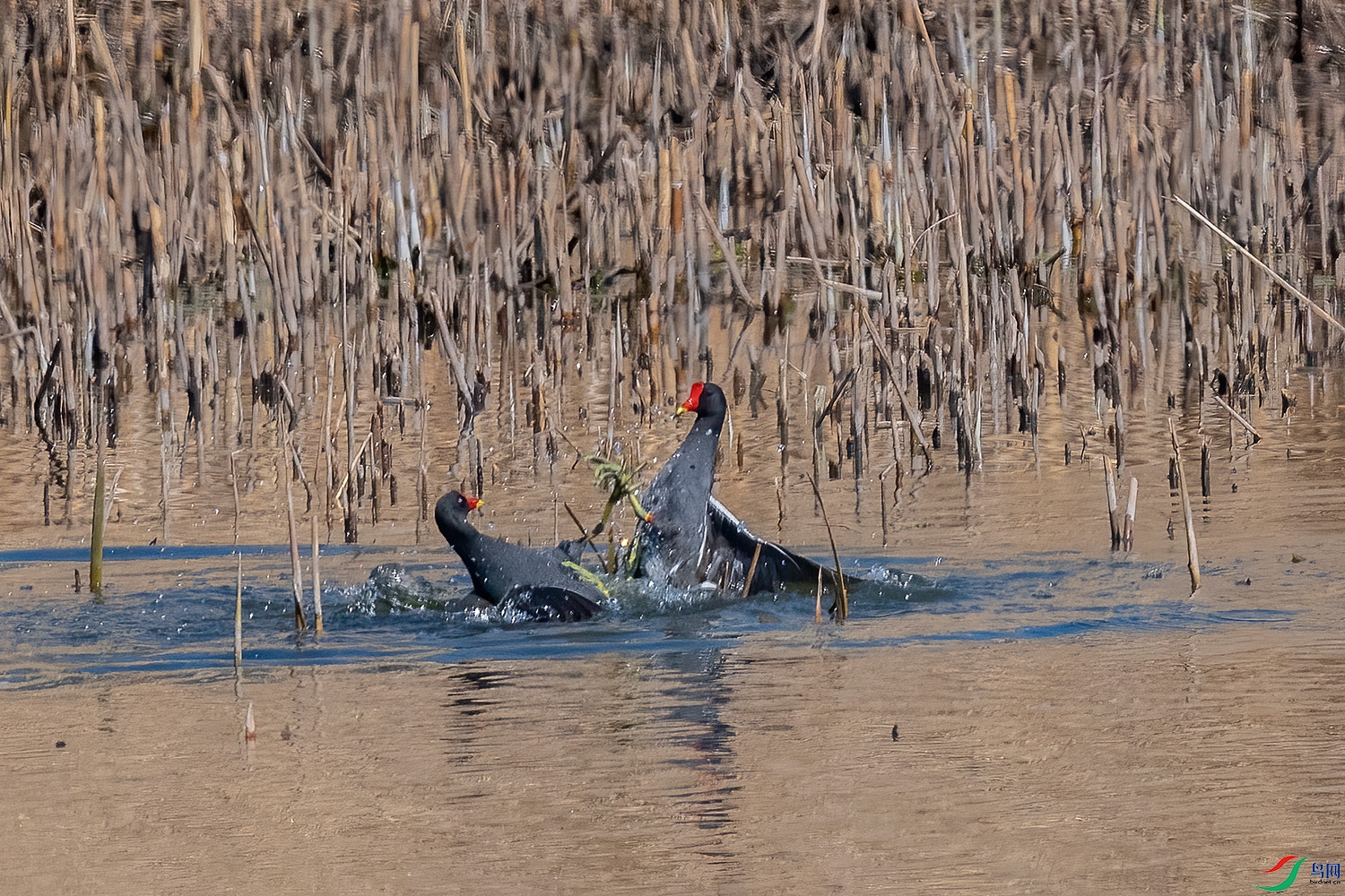 DSC_8466-2.jpg
