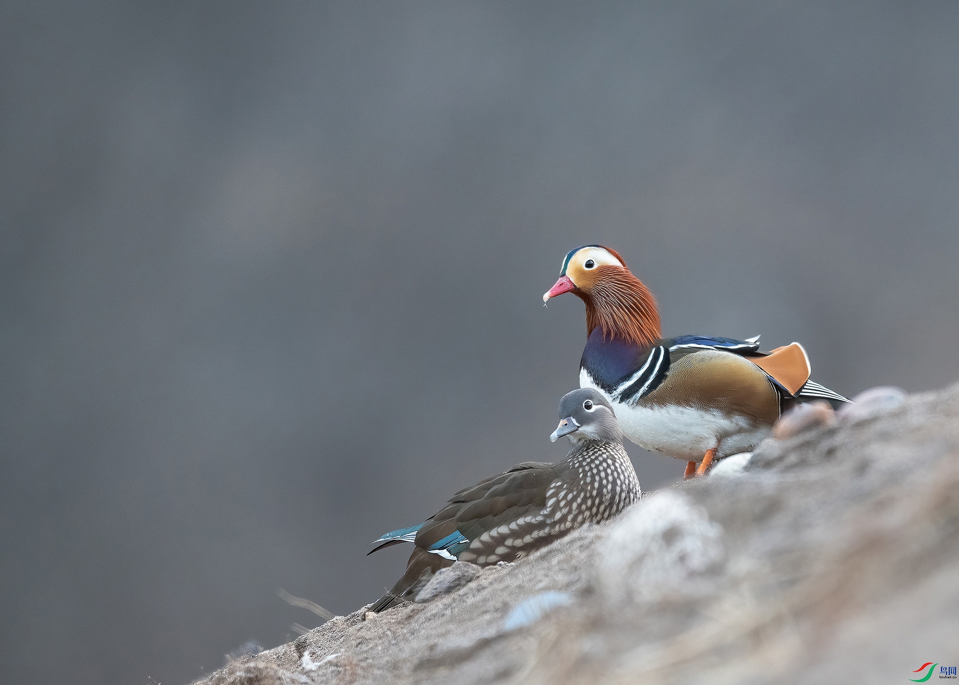 _DSC5313-s3.jpg
