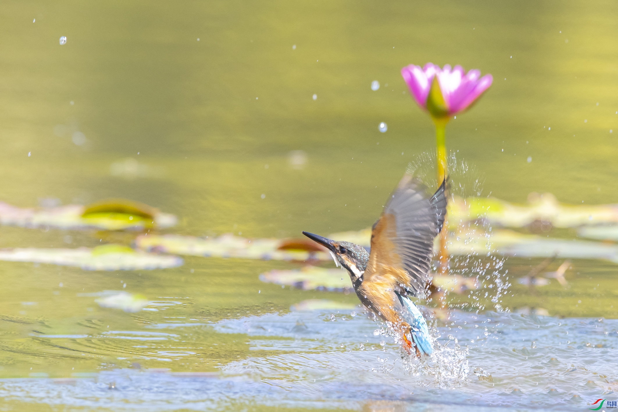 0080 ����.jpg