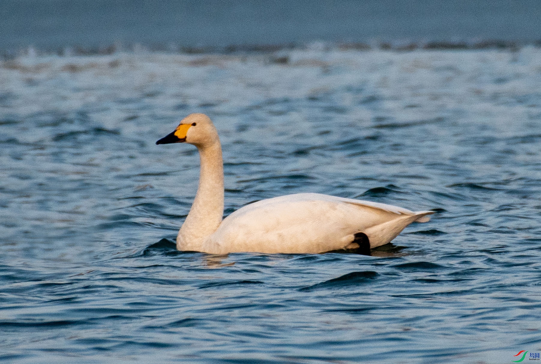 DSC_2489 ����.jpg