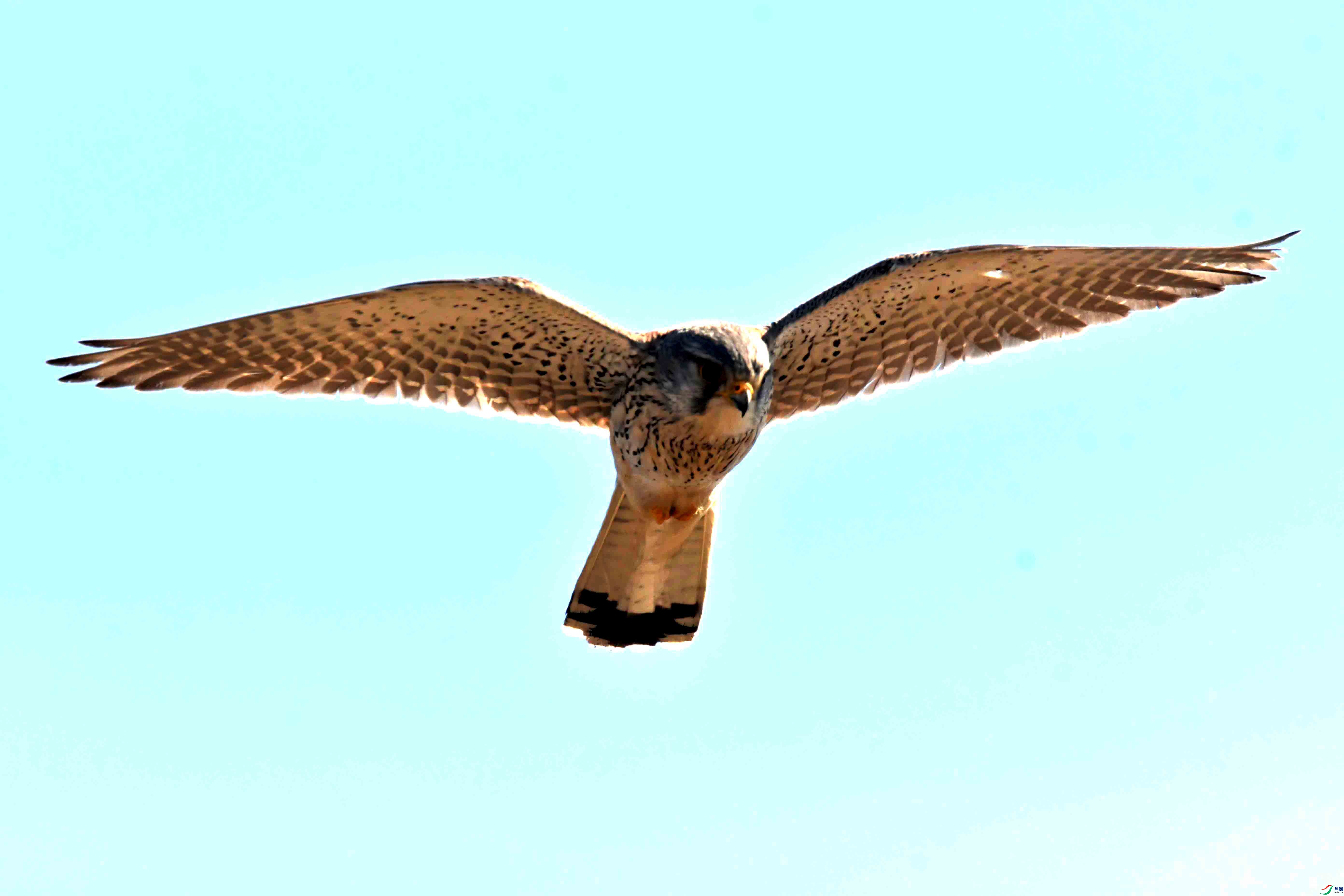 DSC_2779.JPG