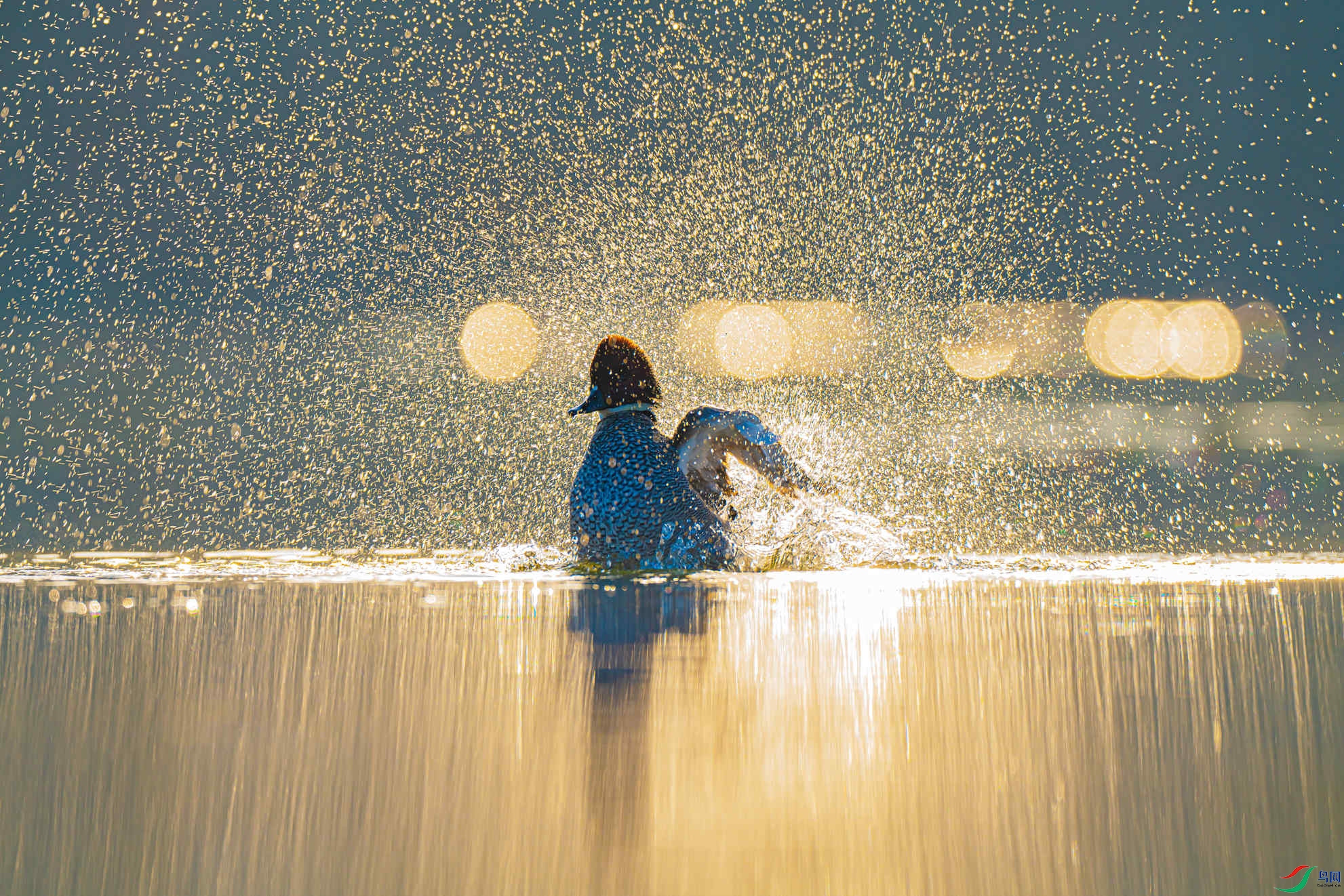 20230221 ������Ѽ�����ߡ�����ӥ.jpg