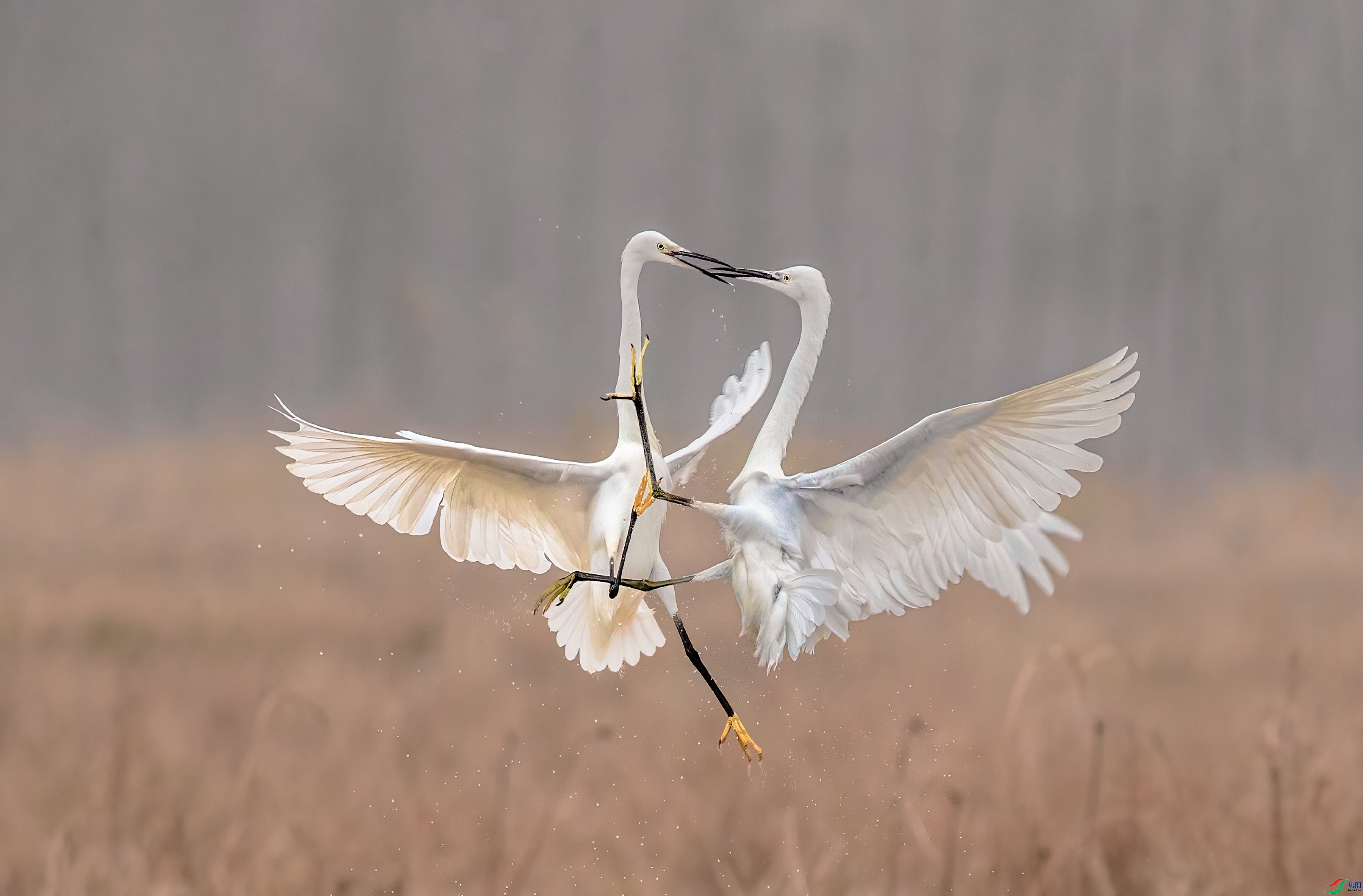 20230225 ��˫�������� ���ߡ�������.jpg