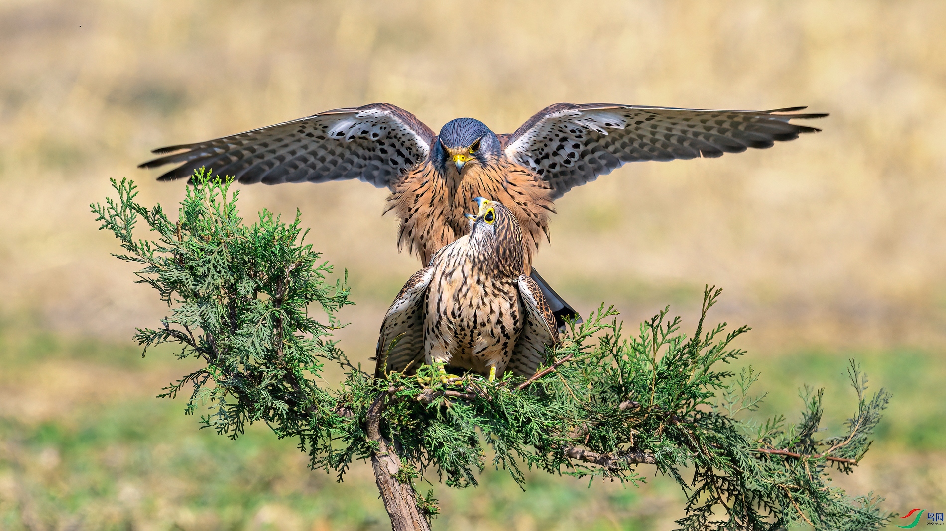 DSC_4460 ����001.jpg