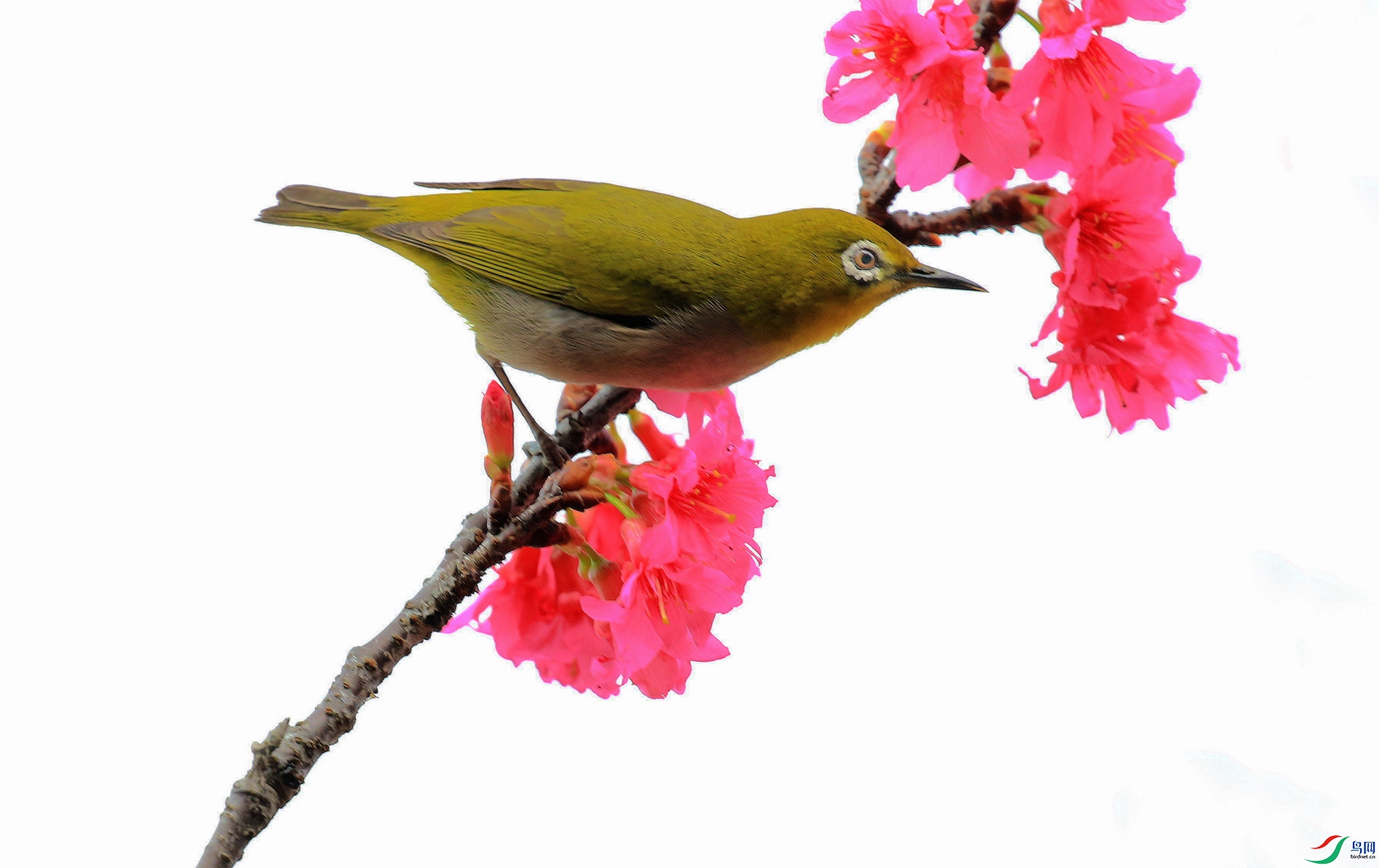 ������ӣ��