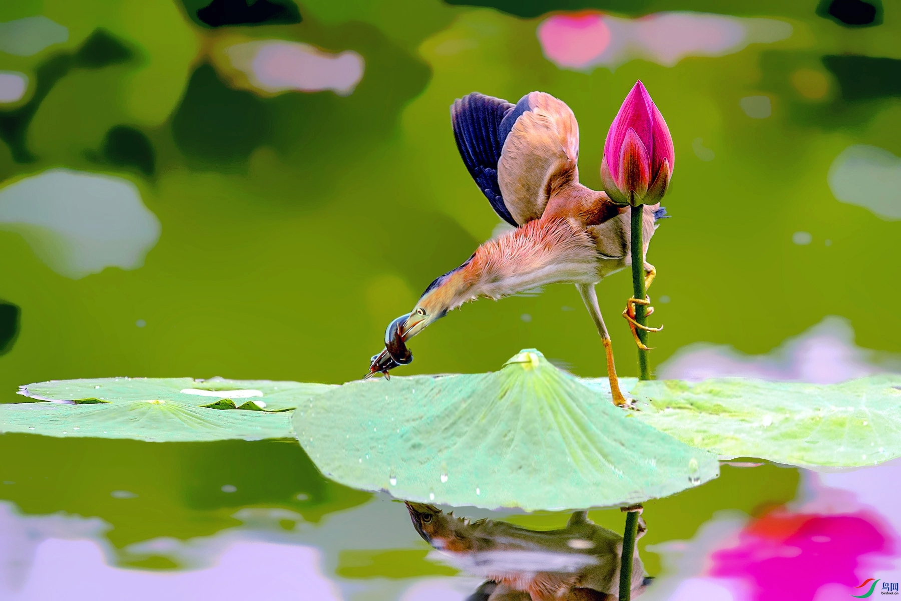 DSC_2982-�ָ���_����_����_����_����_���� (2).jpg