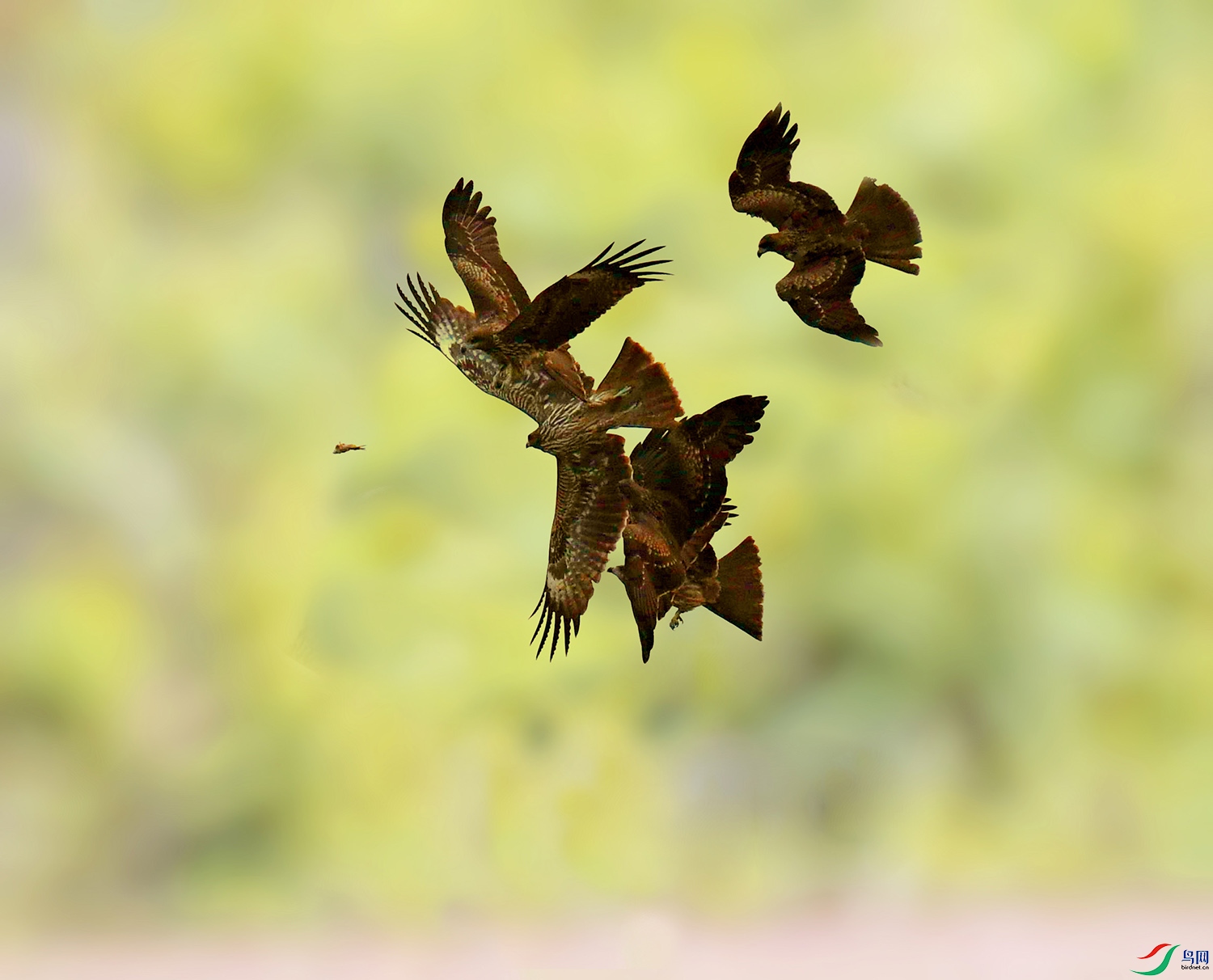 DSC_9159 - ���� (3).JPG