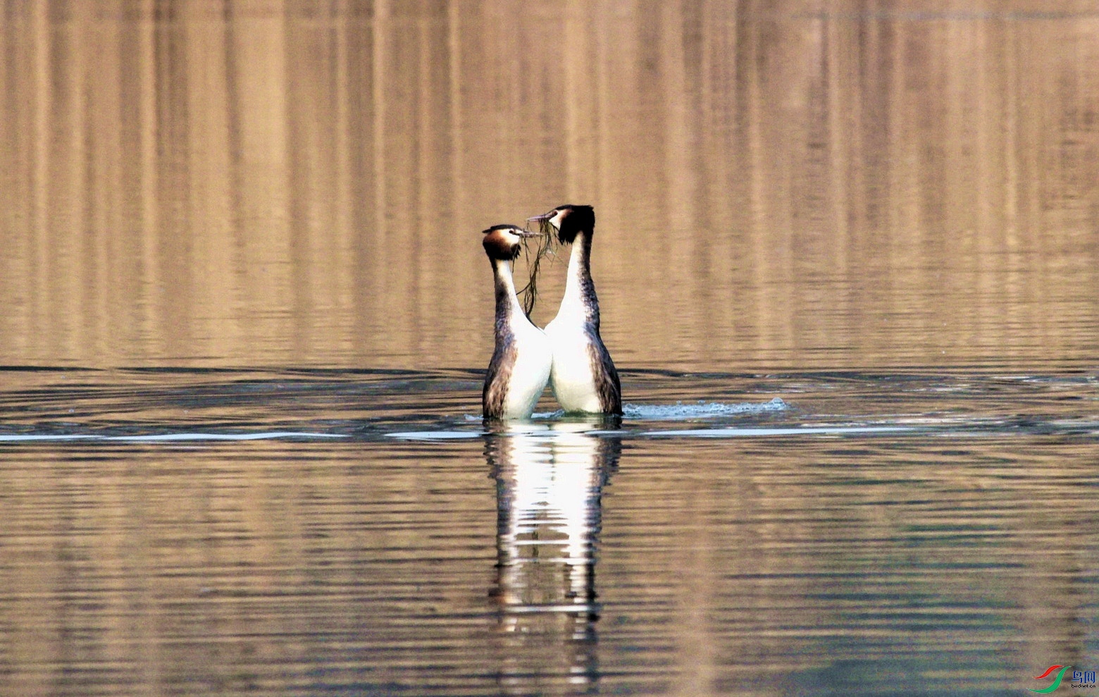 _DSC8134 - ����.jpg