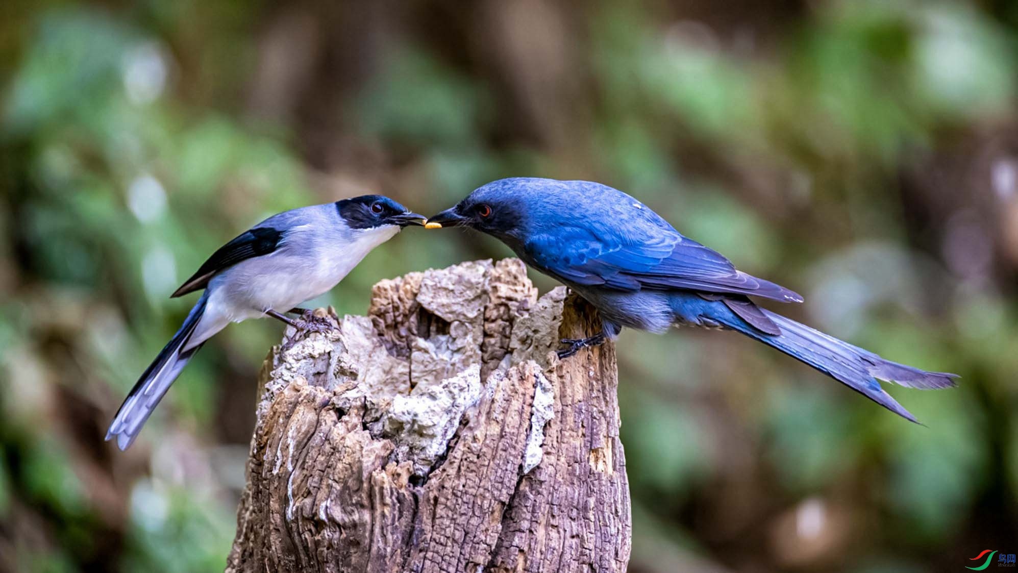 ��ͷ���̺ͻҾ�β