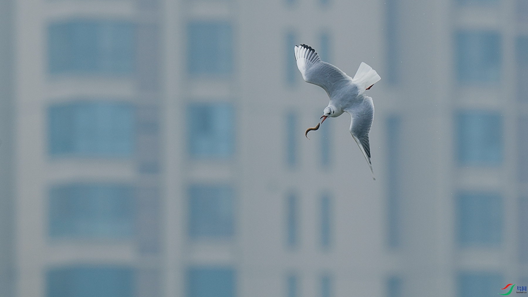 DSC2_2351 - ����.jpg