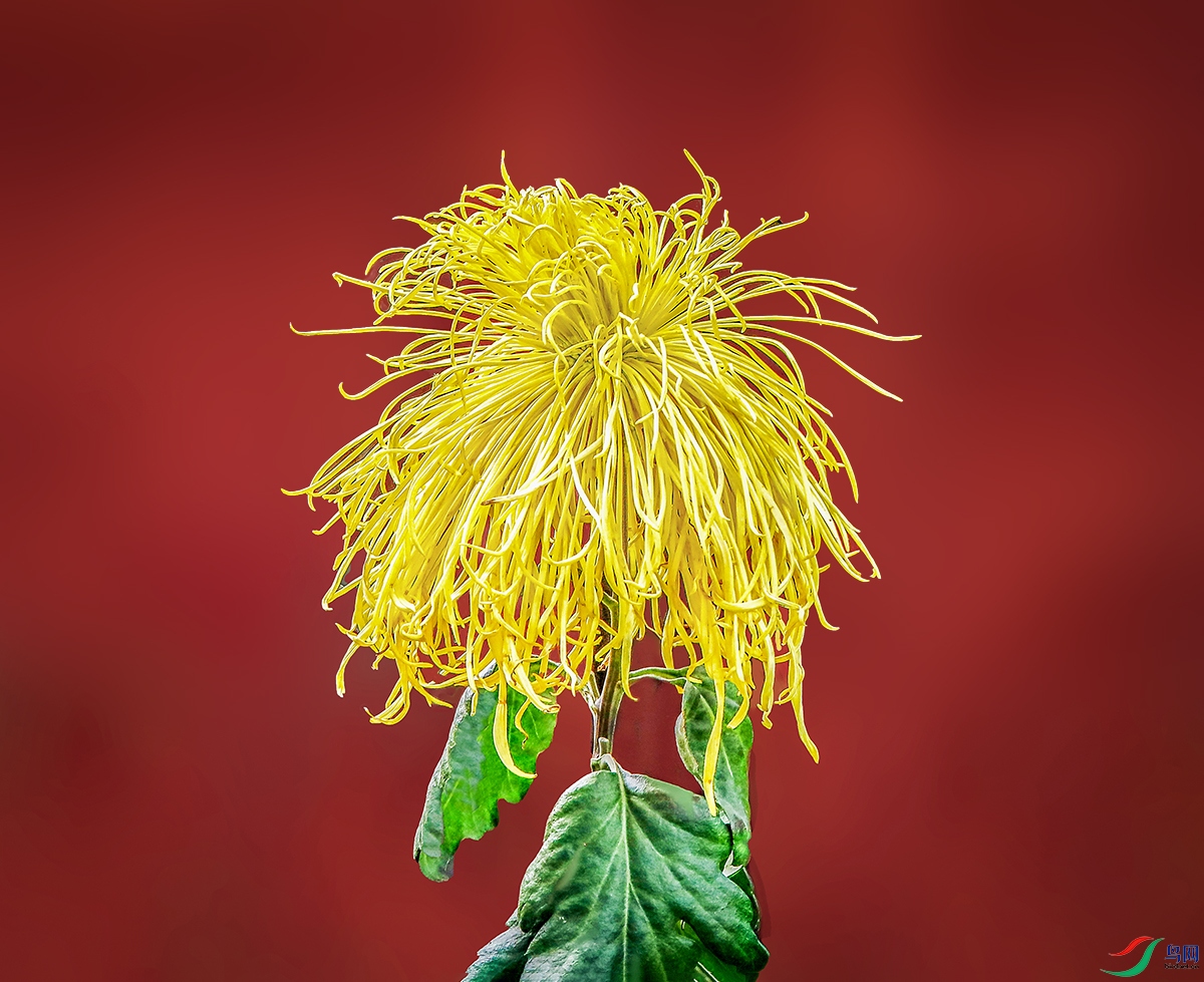 00000583A0179 �ƽ�˿.jpg