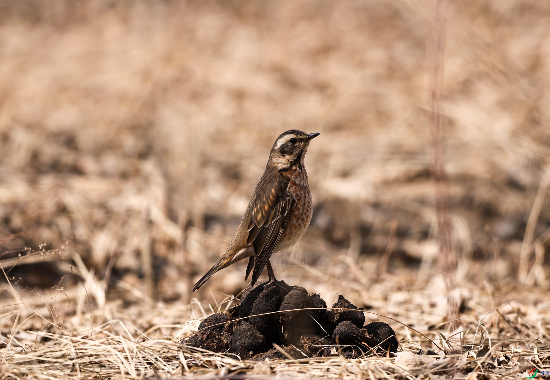 ��β�0056 - ����.JPG