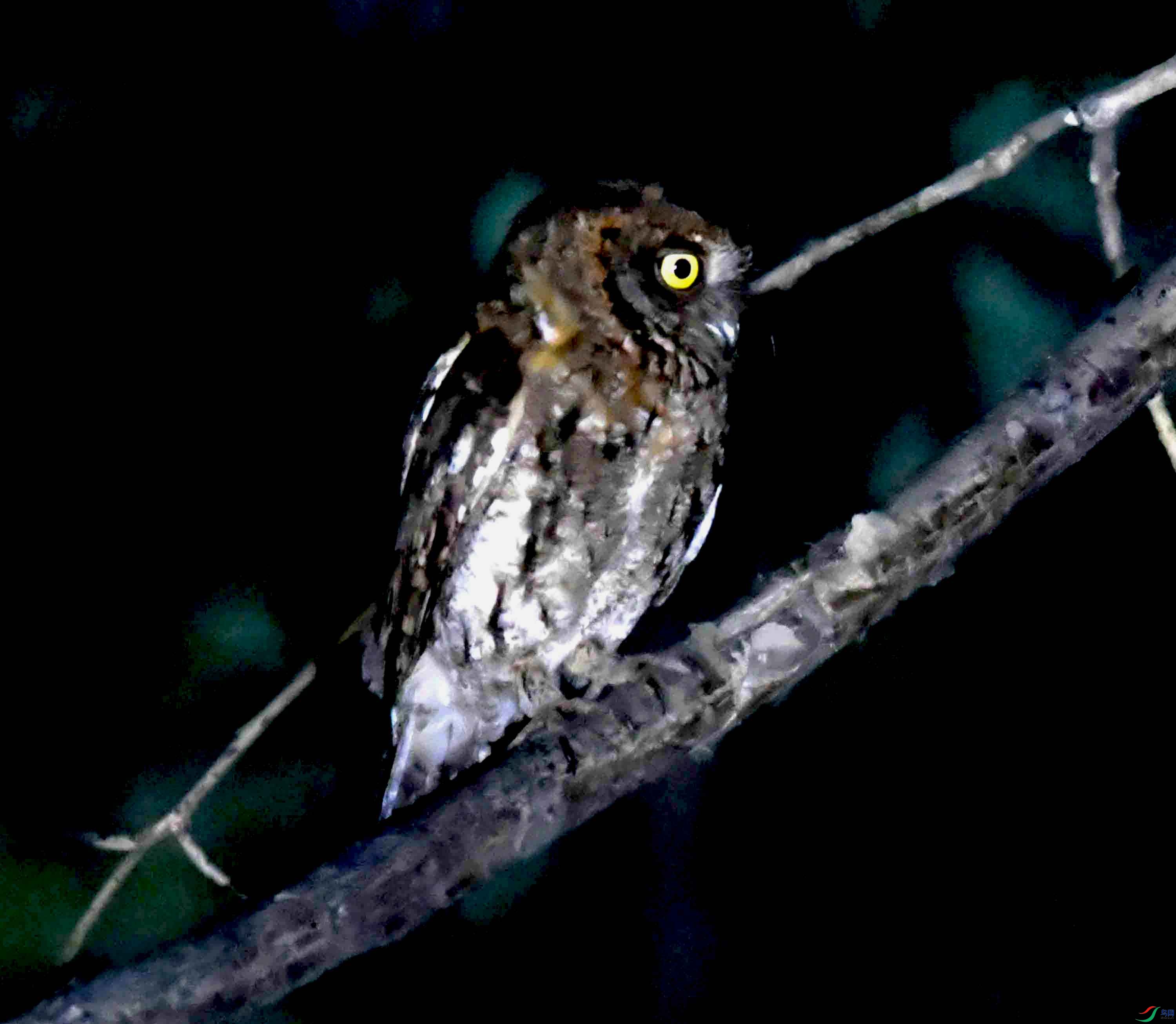 DSC_1442.JPG