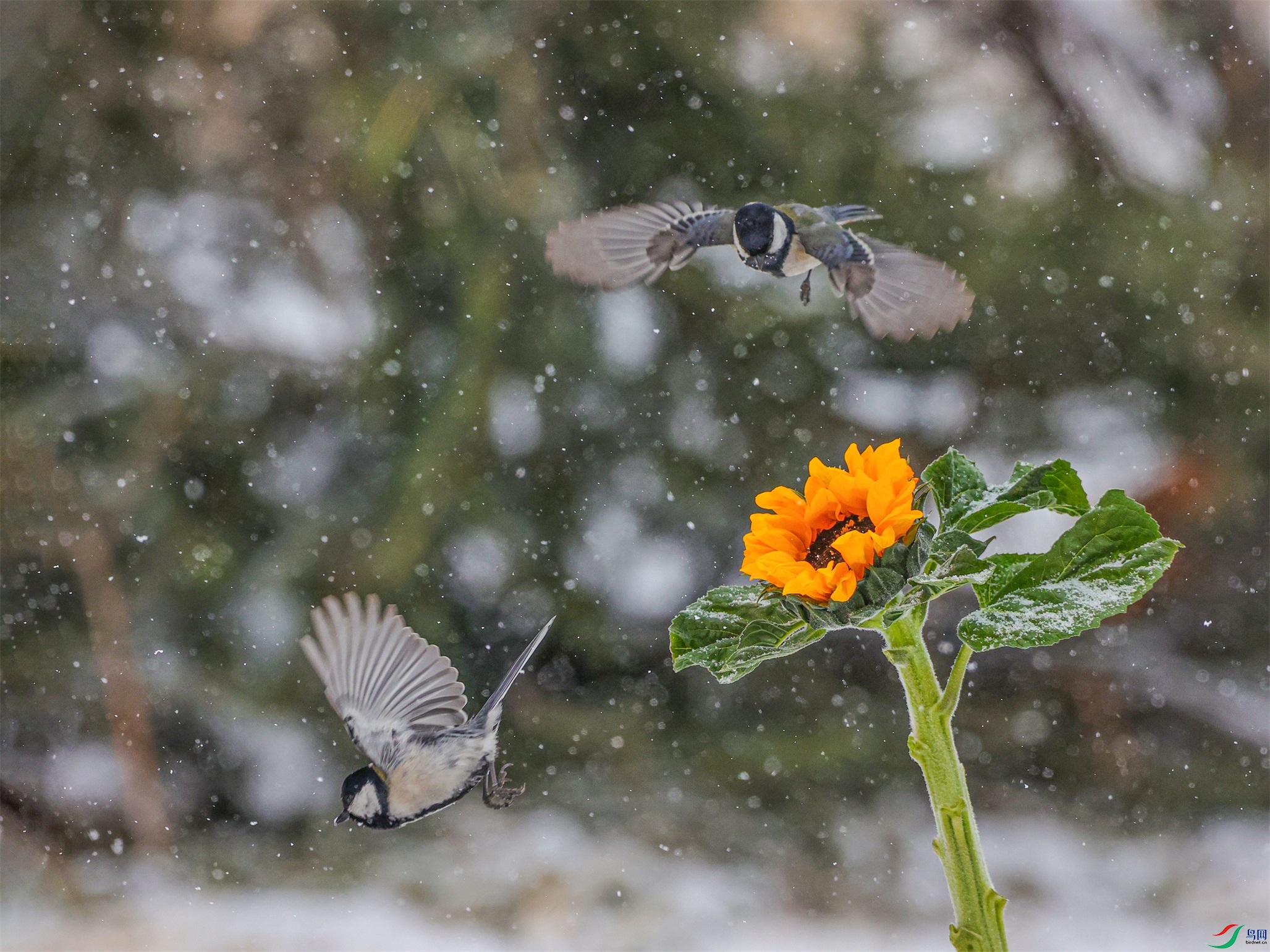 1K3A1043 ����1.jpg