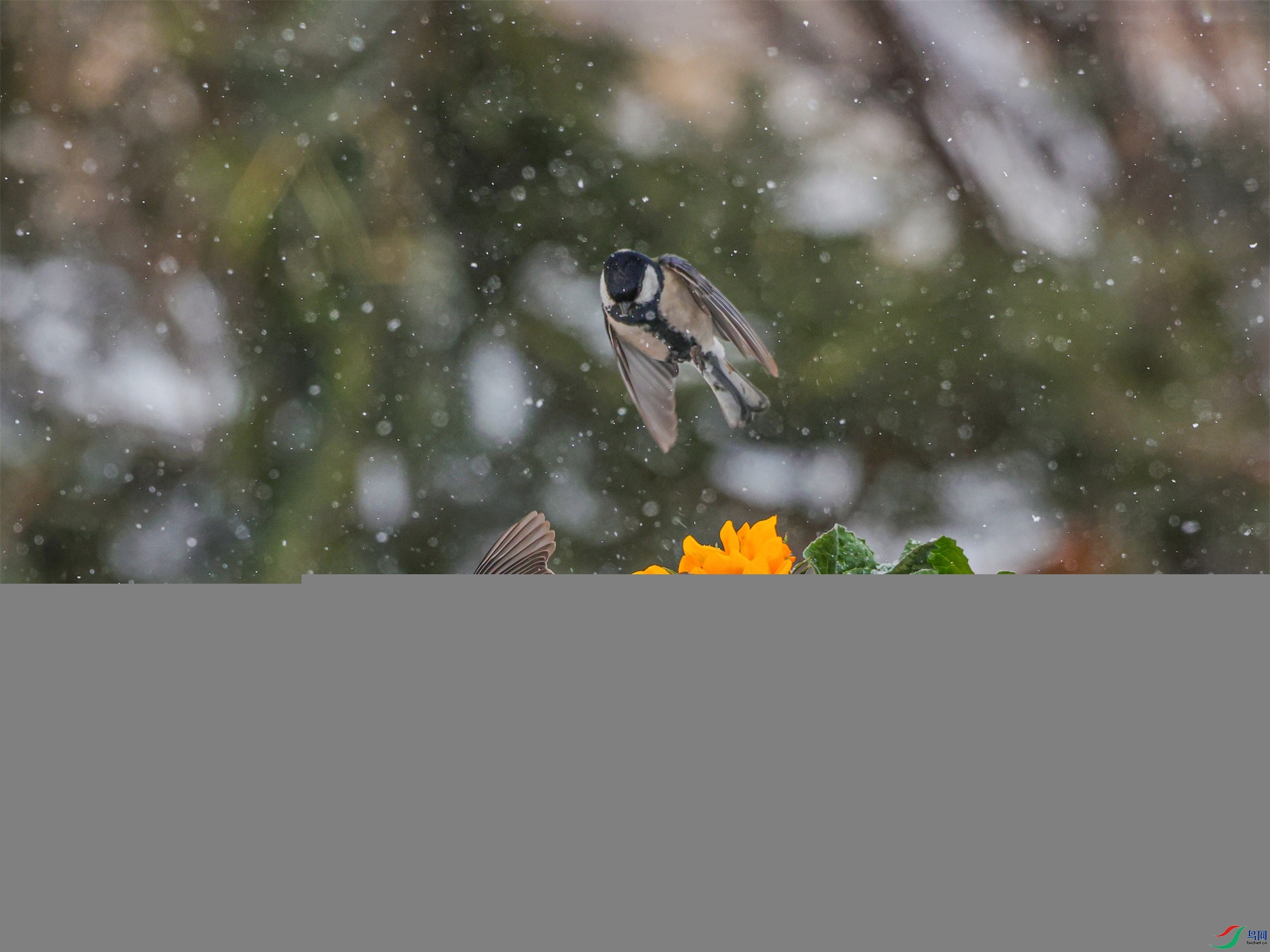 1K3A1042 ����1.jpg