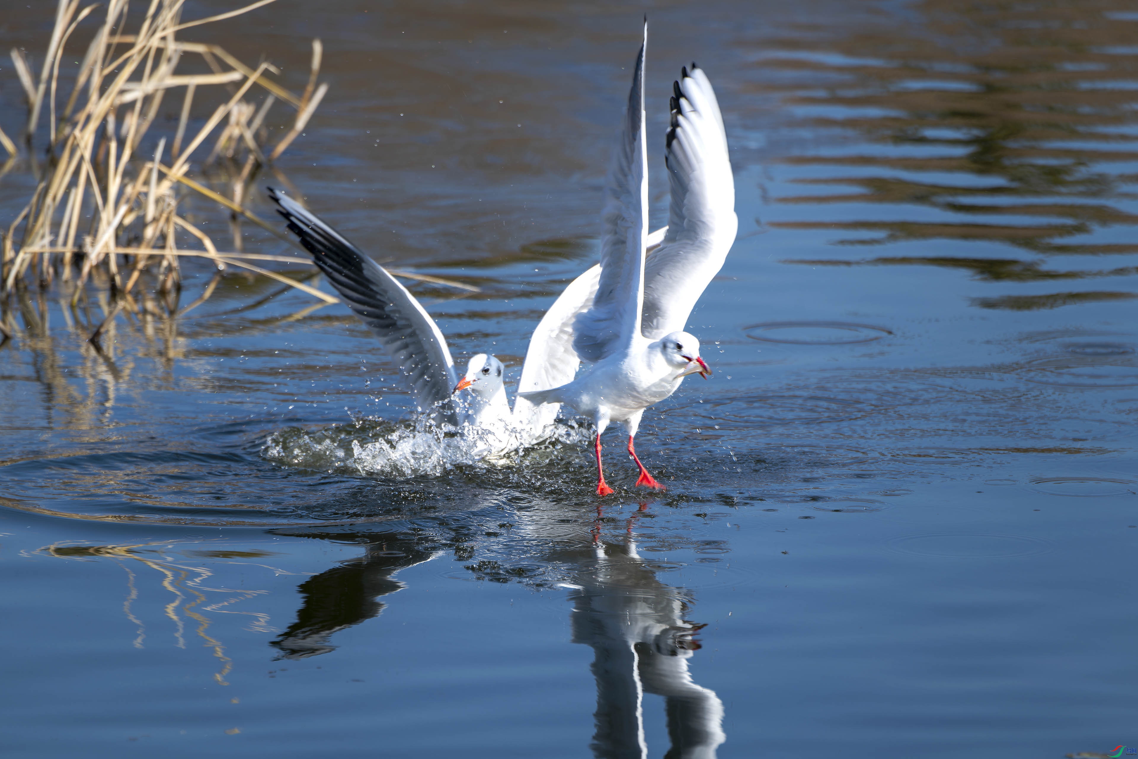 _DSC1180_DxO-2.jpg