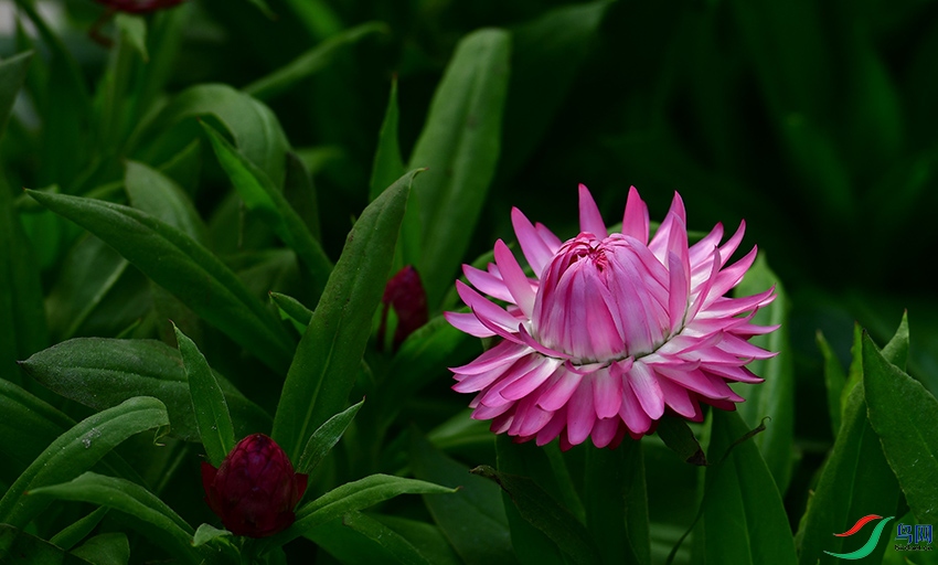 DSC_4569 (2).jpg