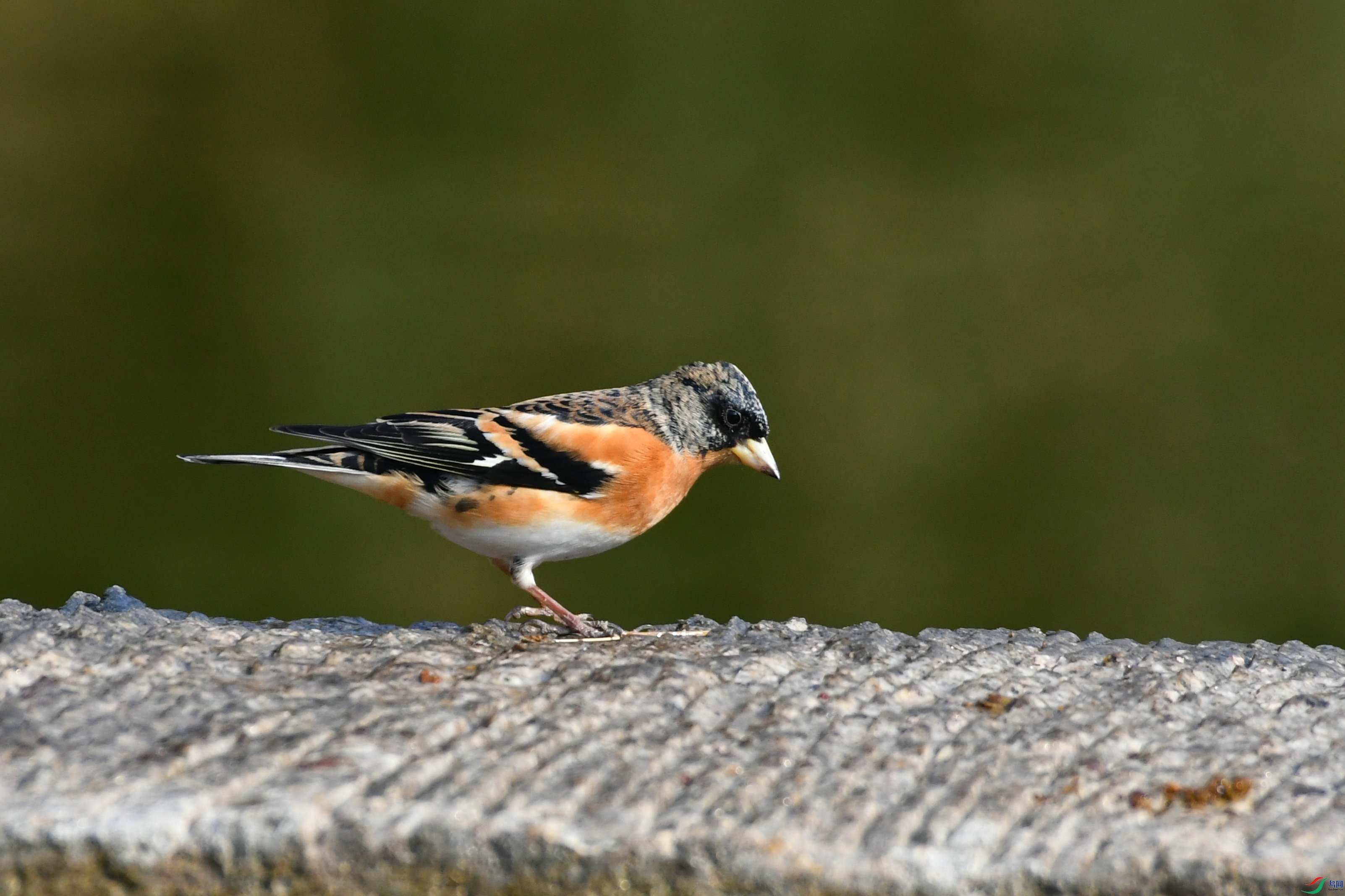 DSC_4601.JPG