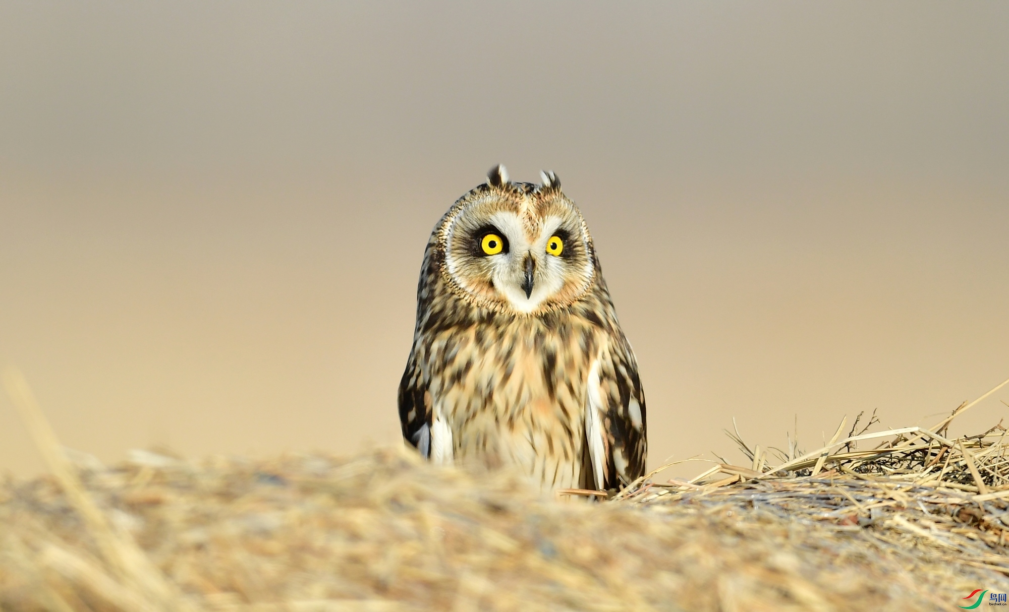 WZL_5687.jpg
