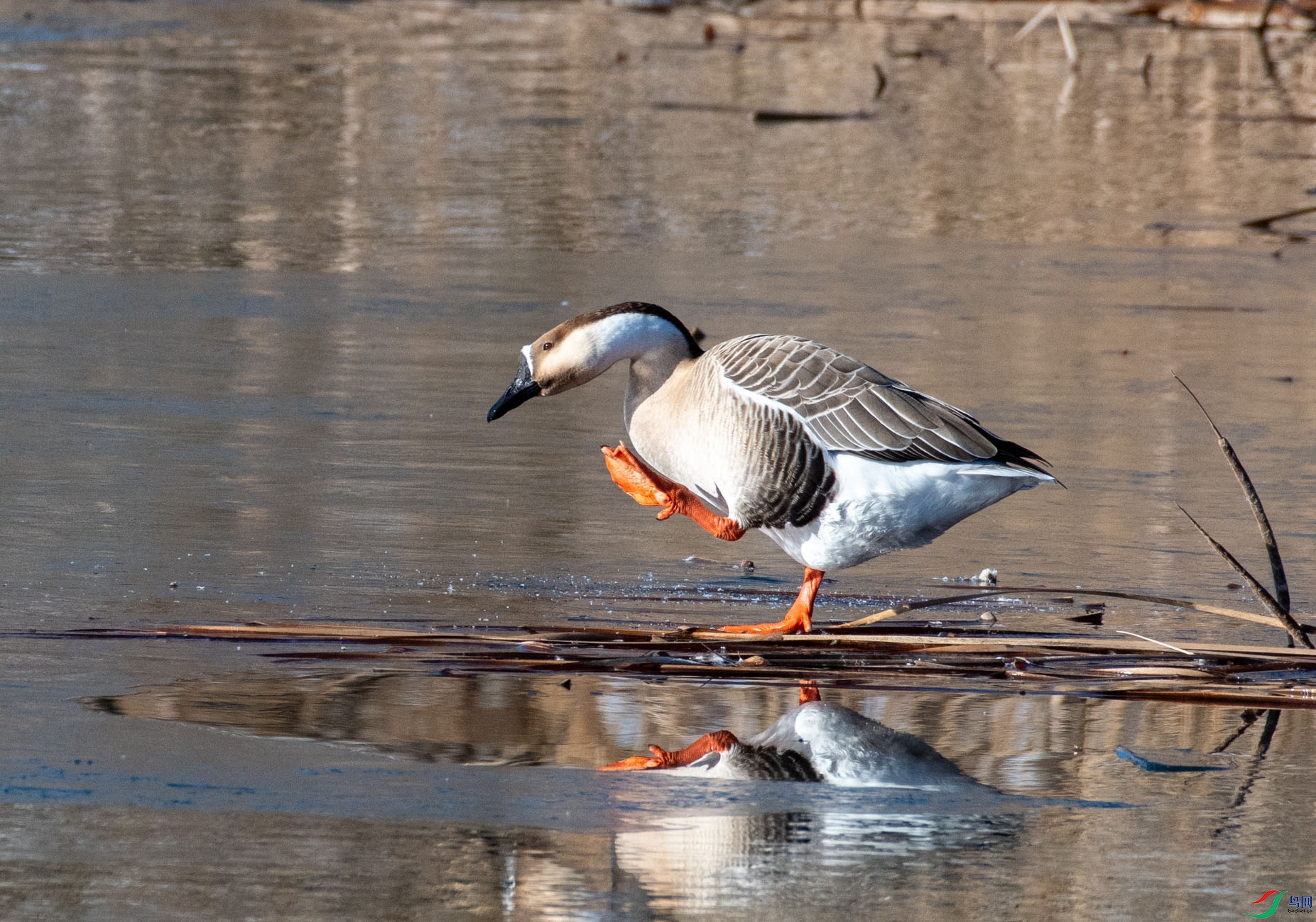 DSC_9971.jpg