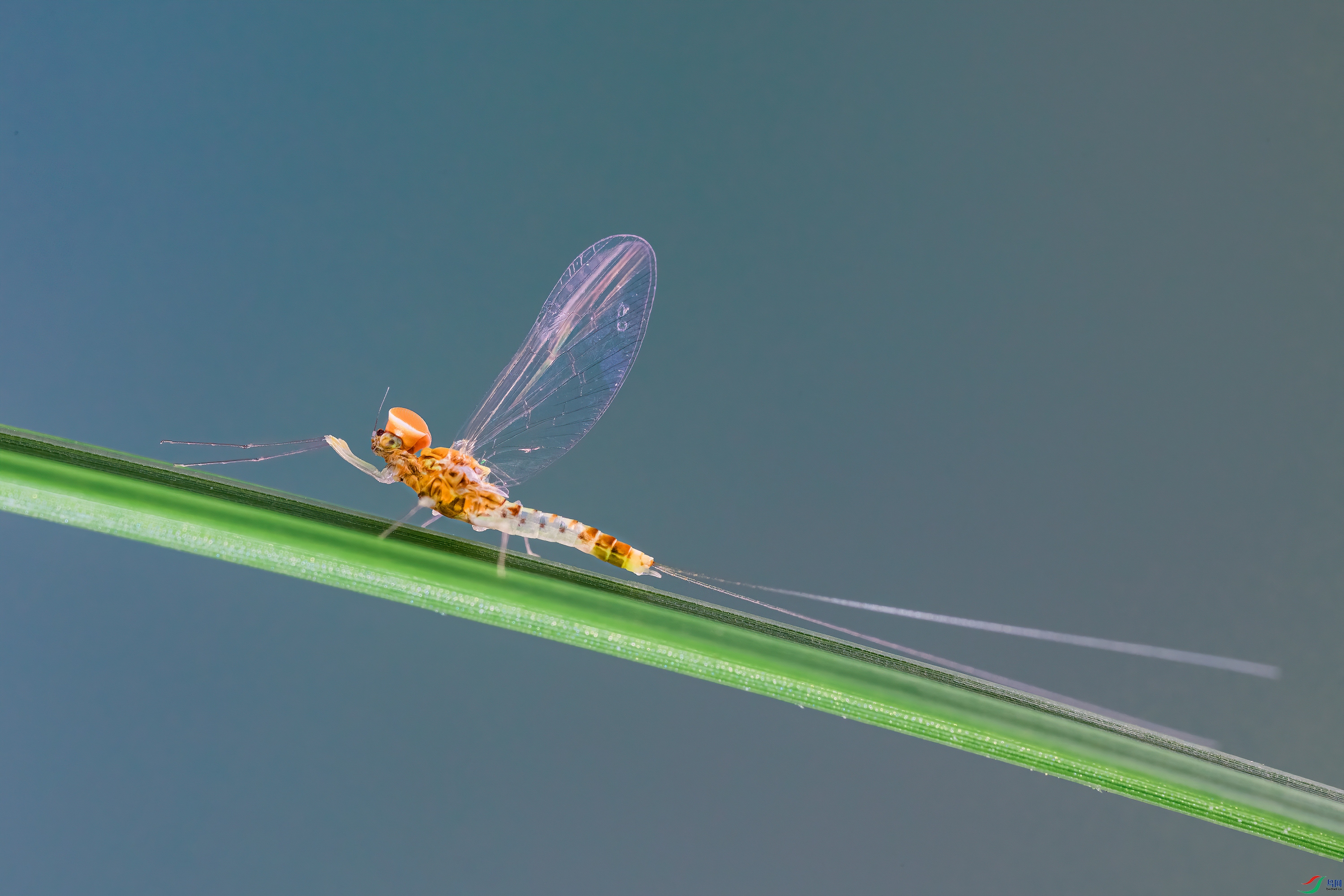 E50A7437n.jpg