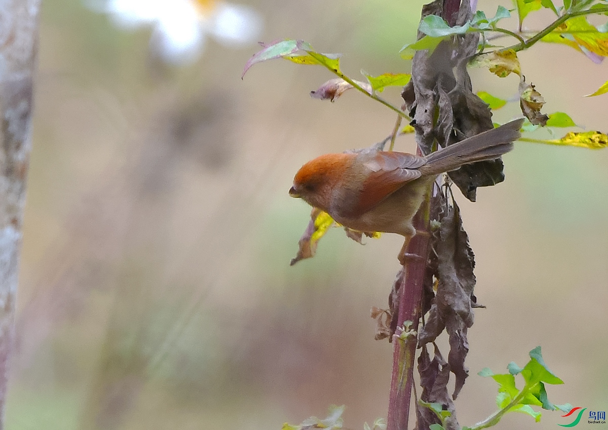 DSC_2864.JPG