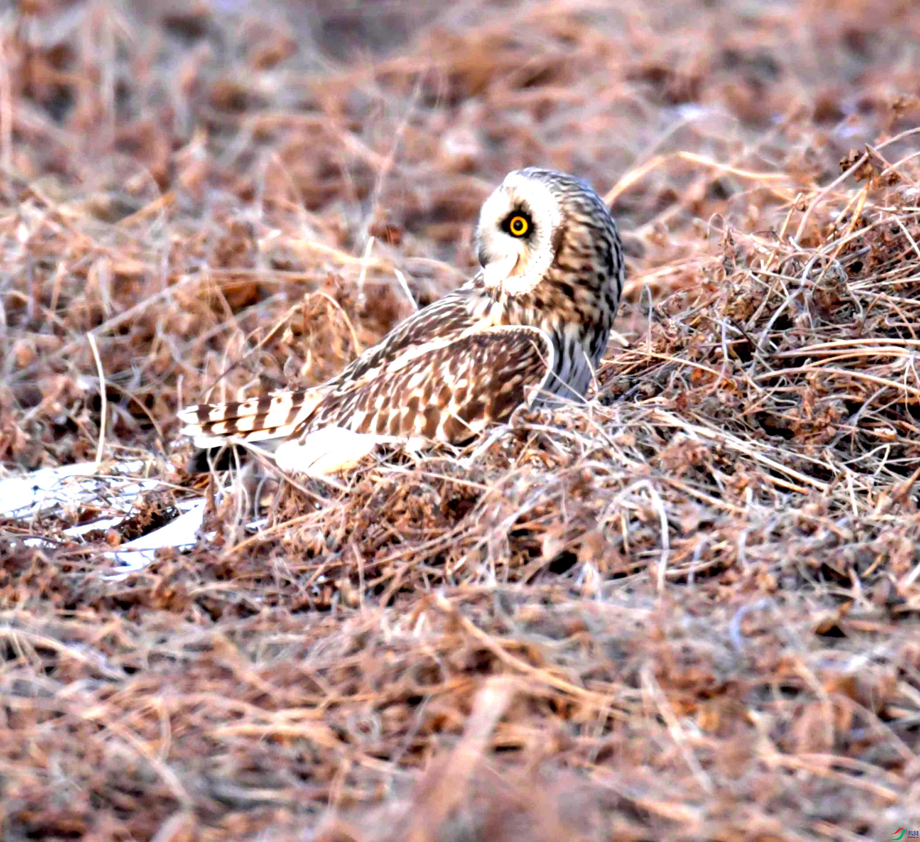 DSC_3447.JPG
