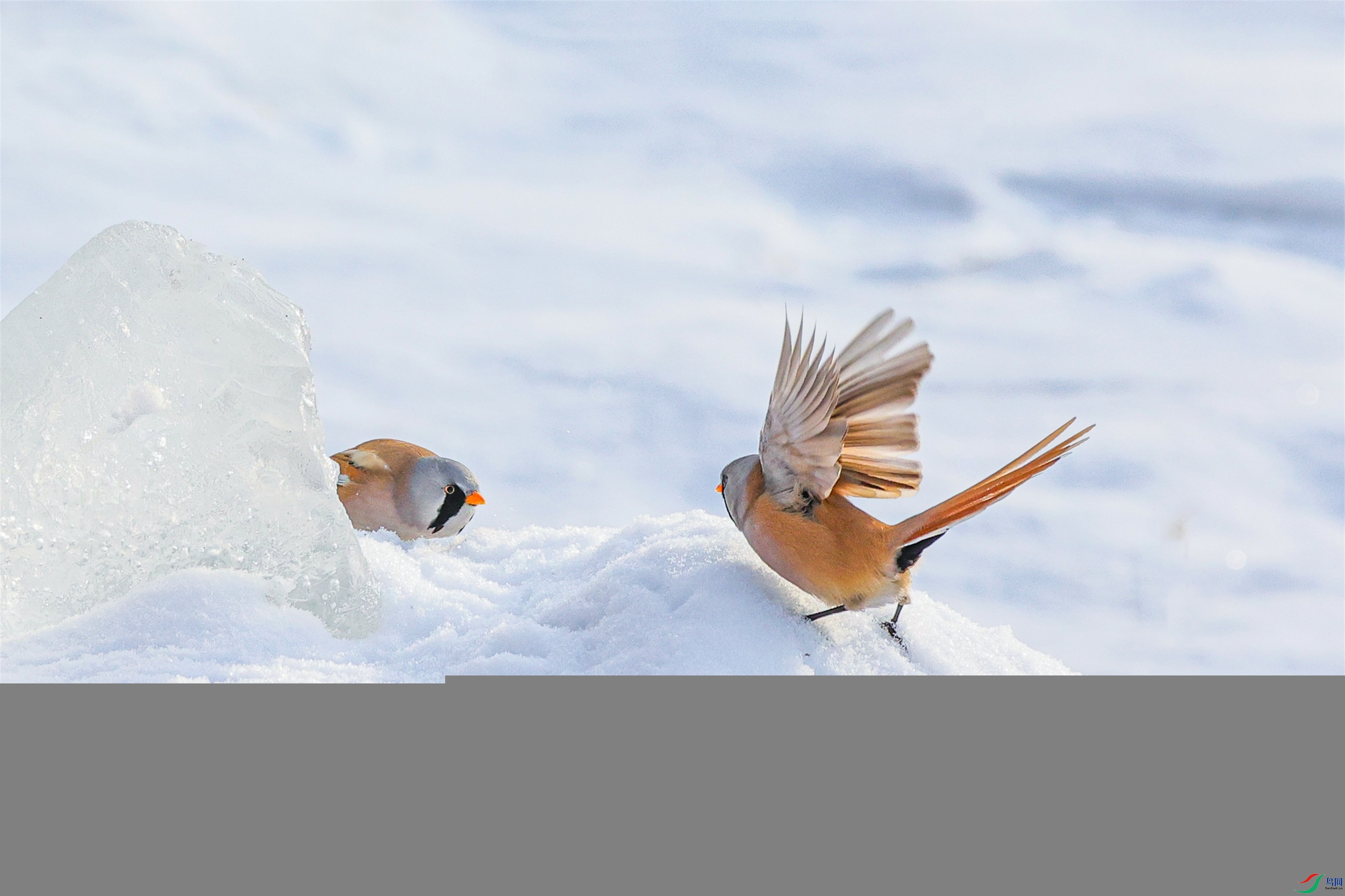 1K3A6245 ����1.jpg