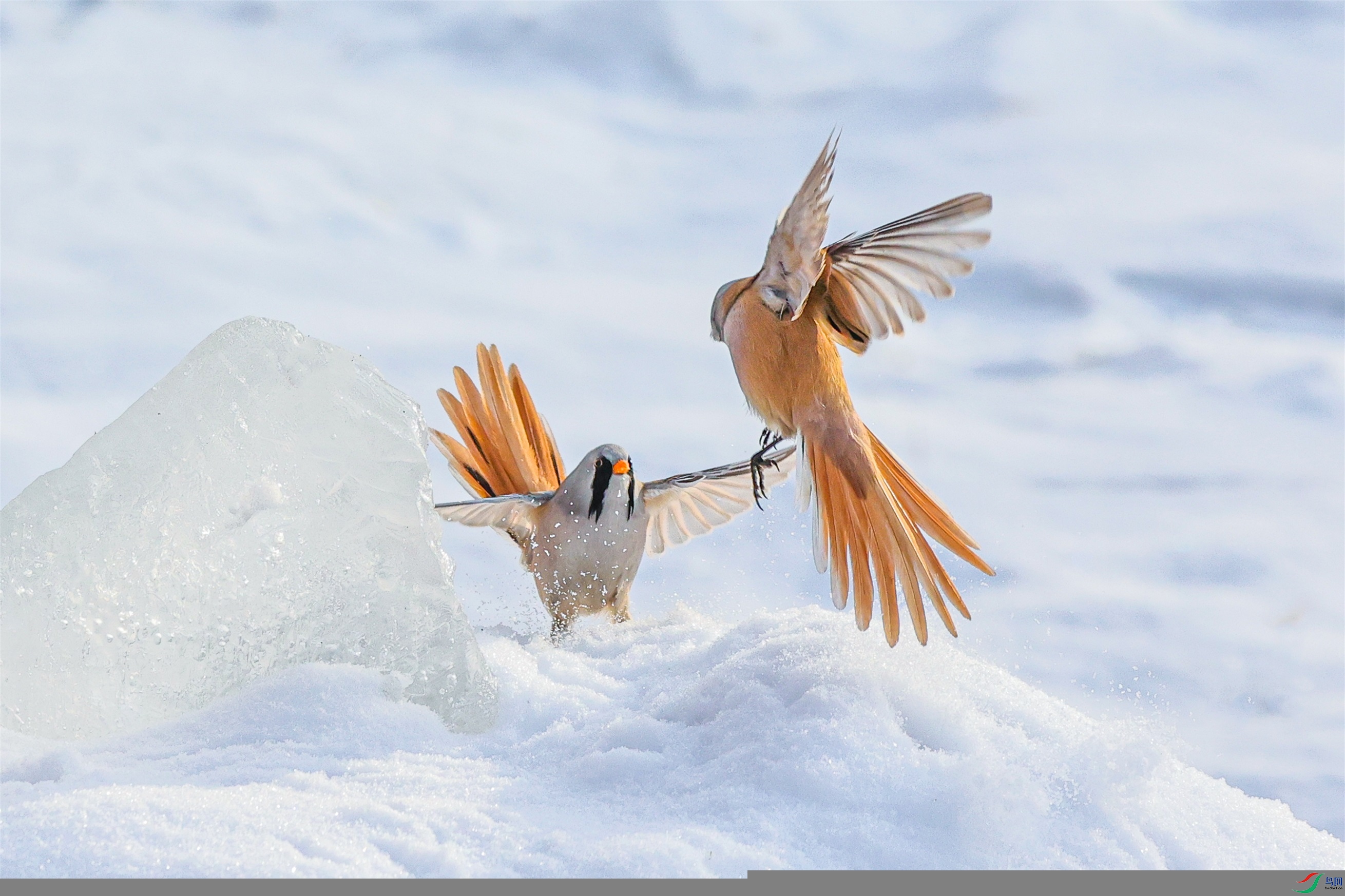 1K3A6246 ����1.jpg