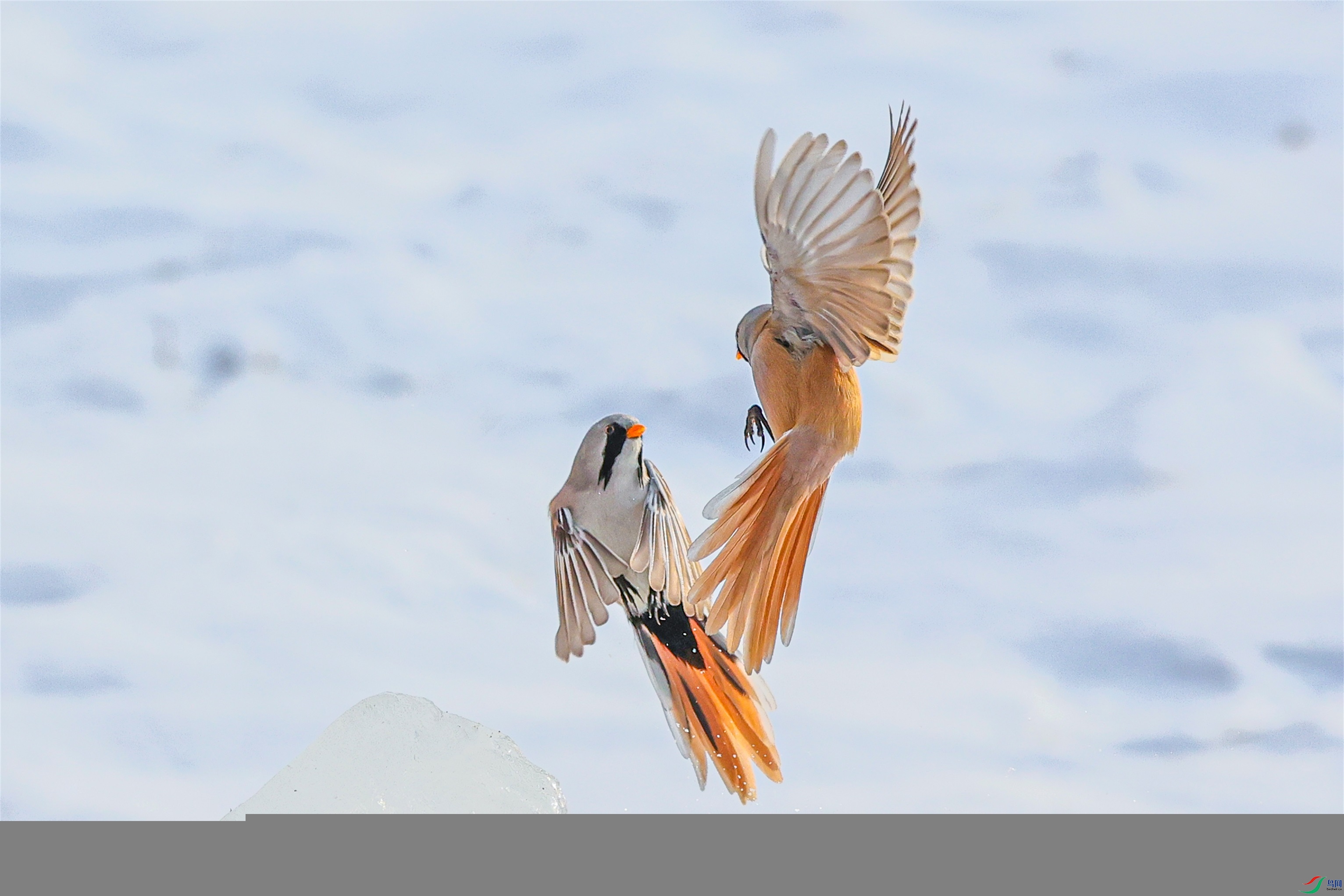 1K3A6247 ����1.jpg