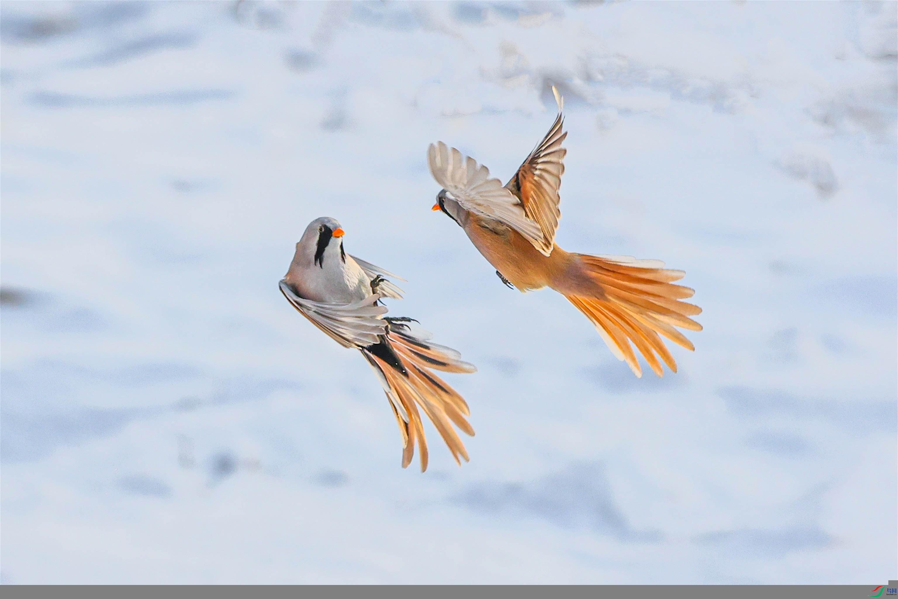 1K3A6248 ����1.jpg