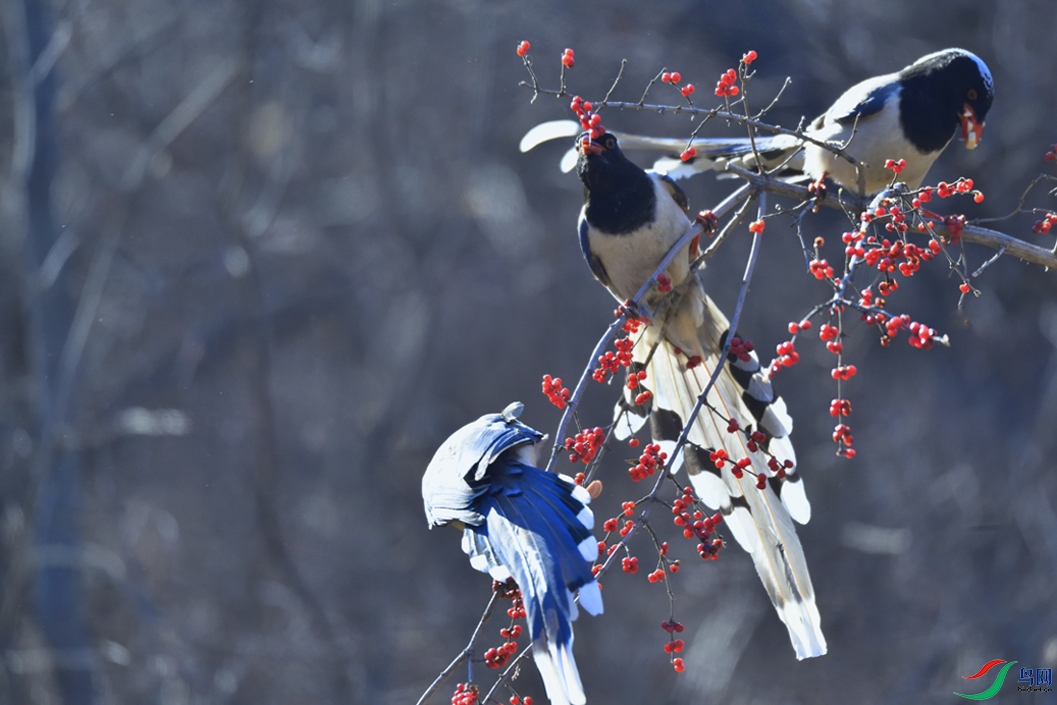 ������ȵ