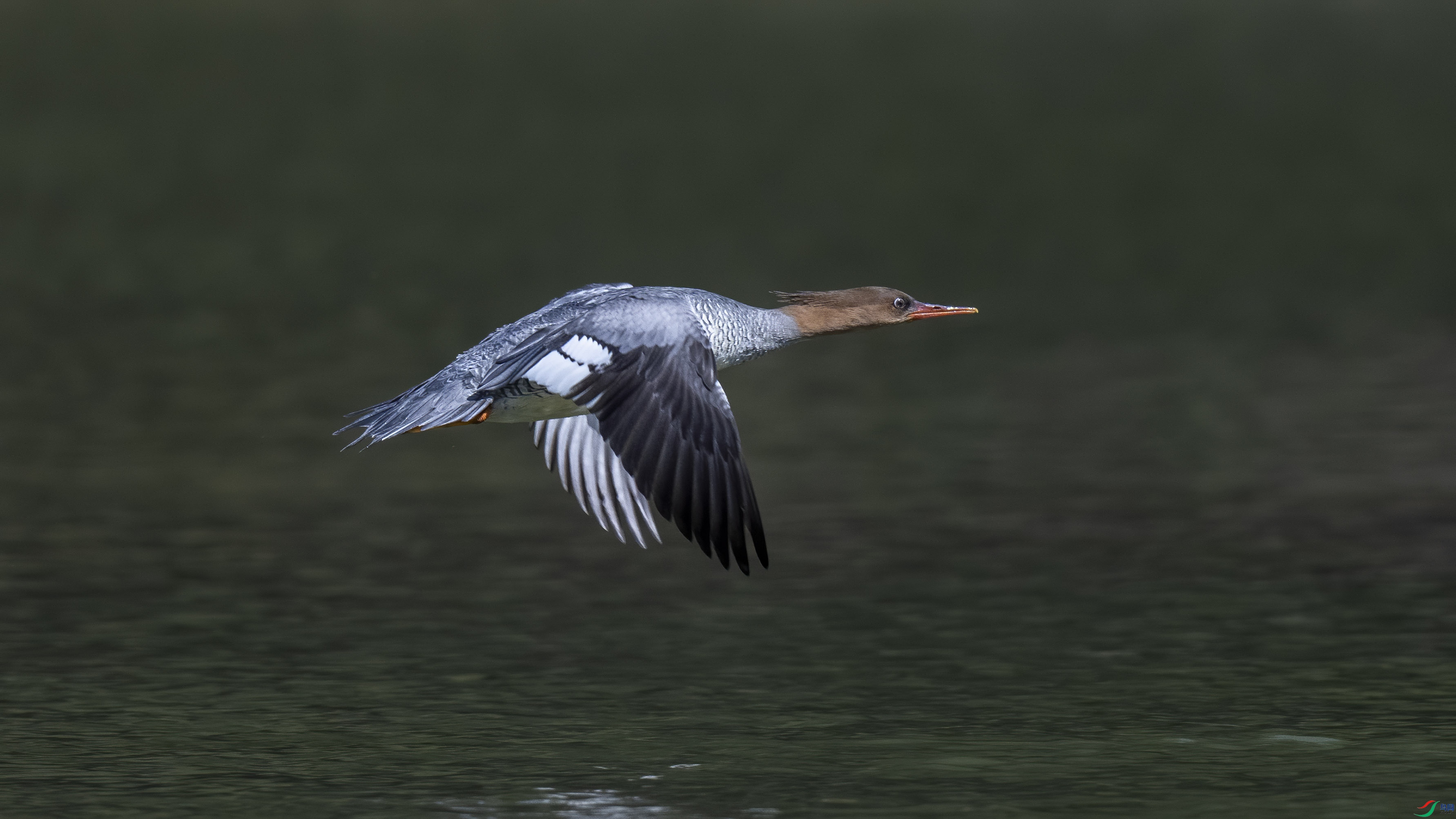 DSC_7100.jpg