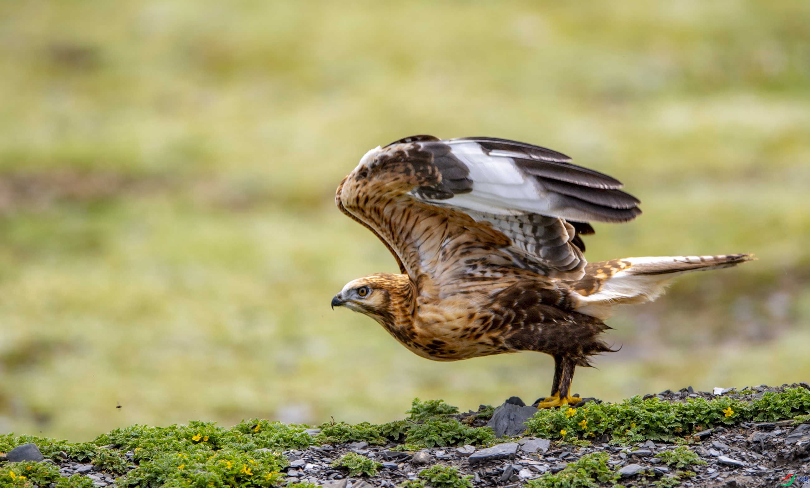 DSC_7933��.JPG