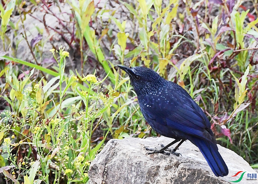 DSC_3076.JPG