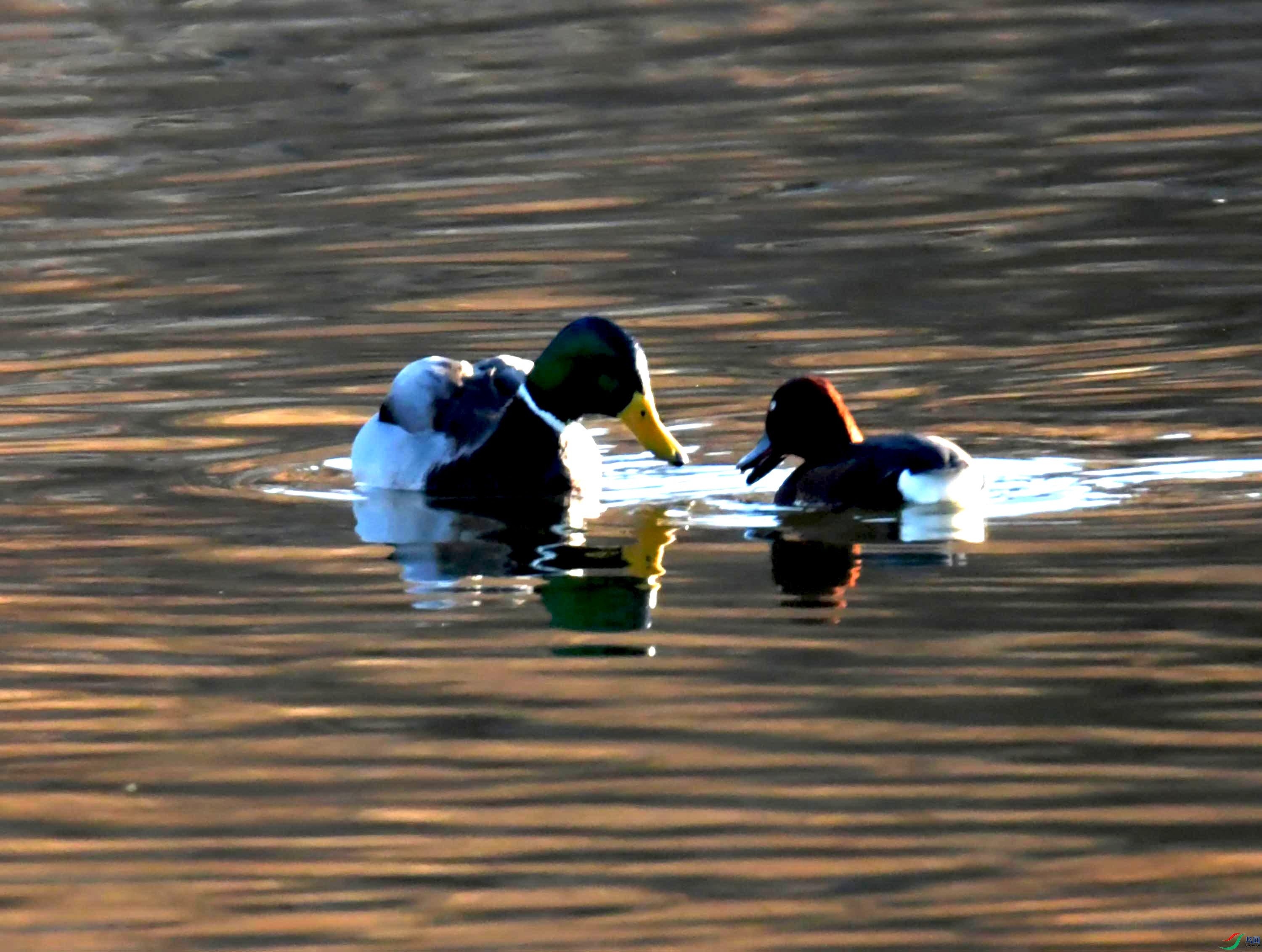 DSC_1419.JPG