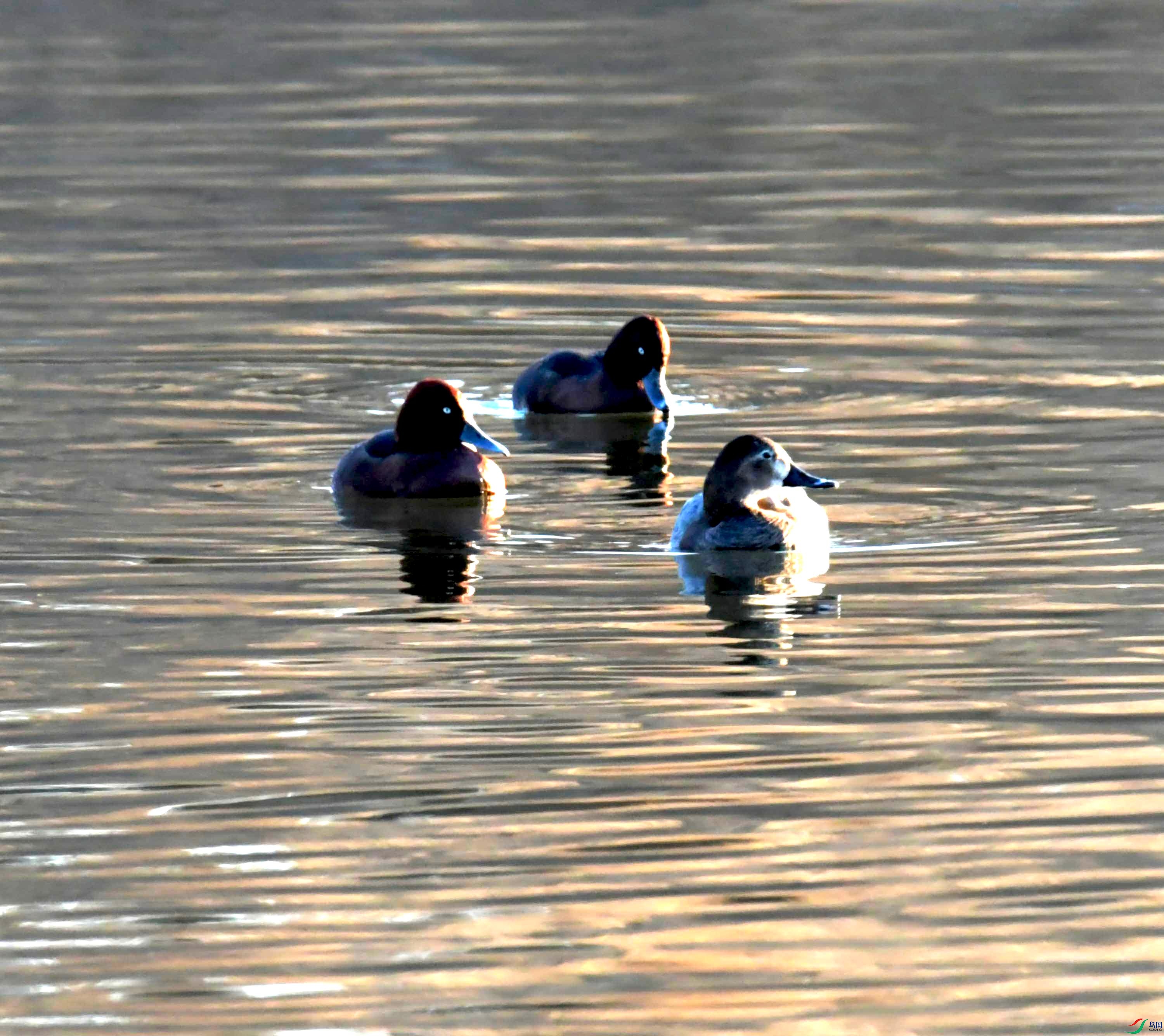 DSC_1429.JPG