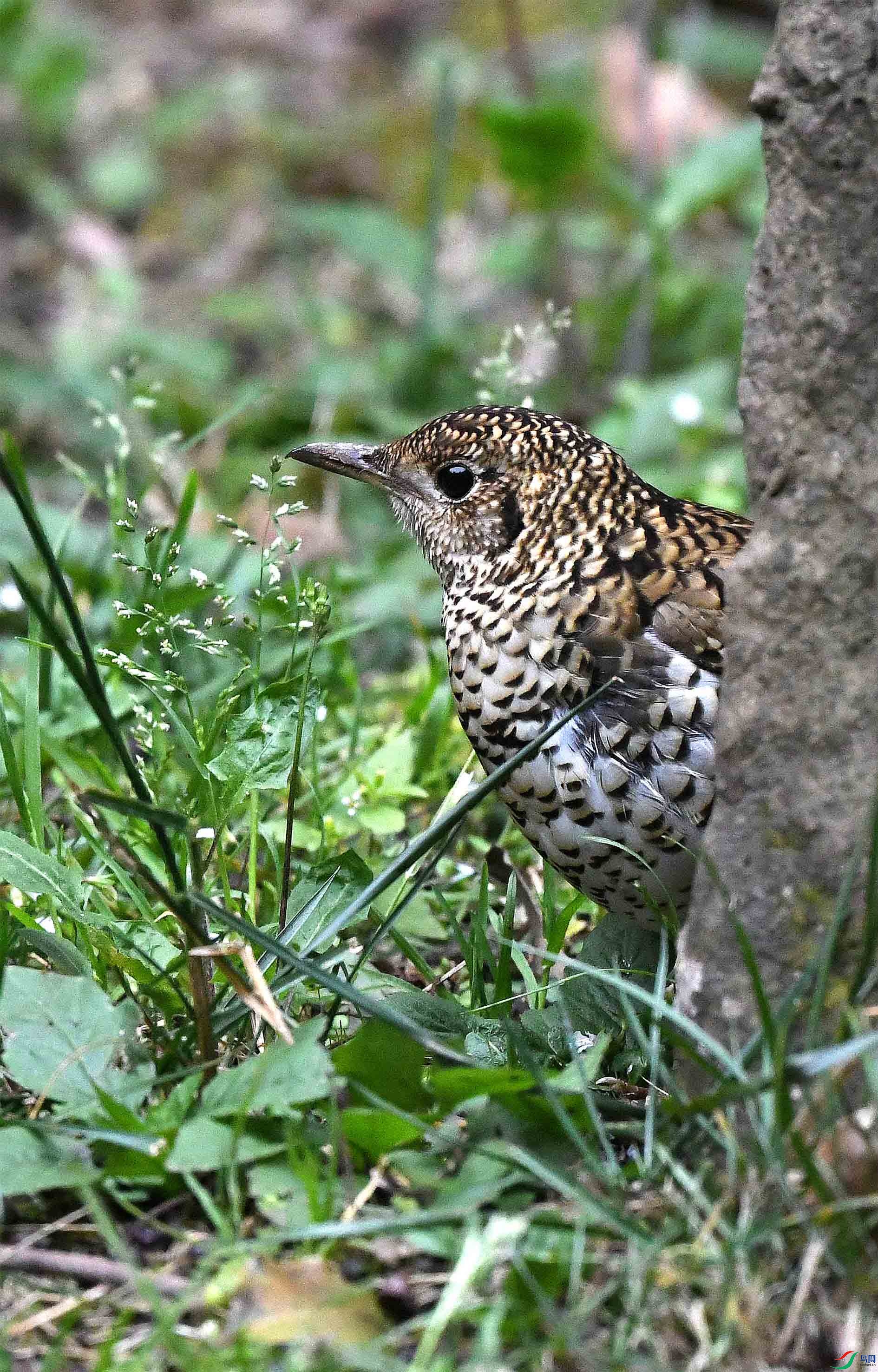 DSC_9527_����.jpg
