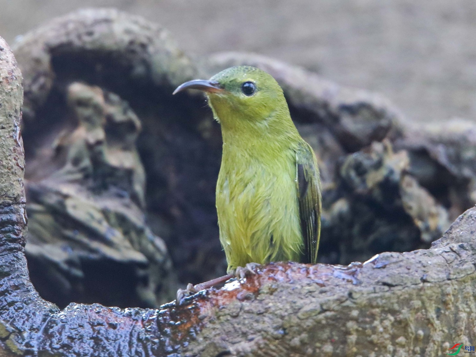 ��β̫����