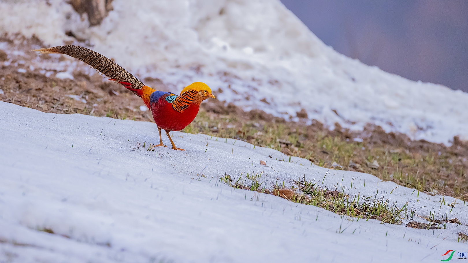 ��ѩ�еĺ츹����