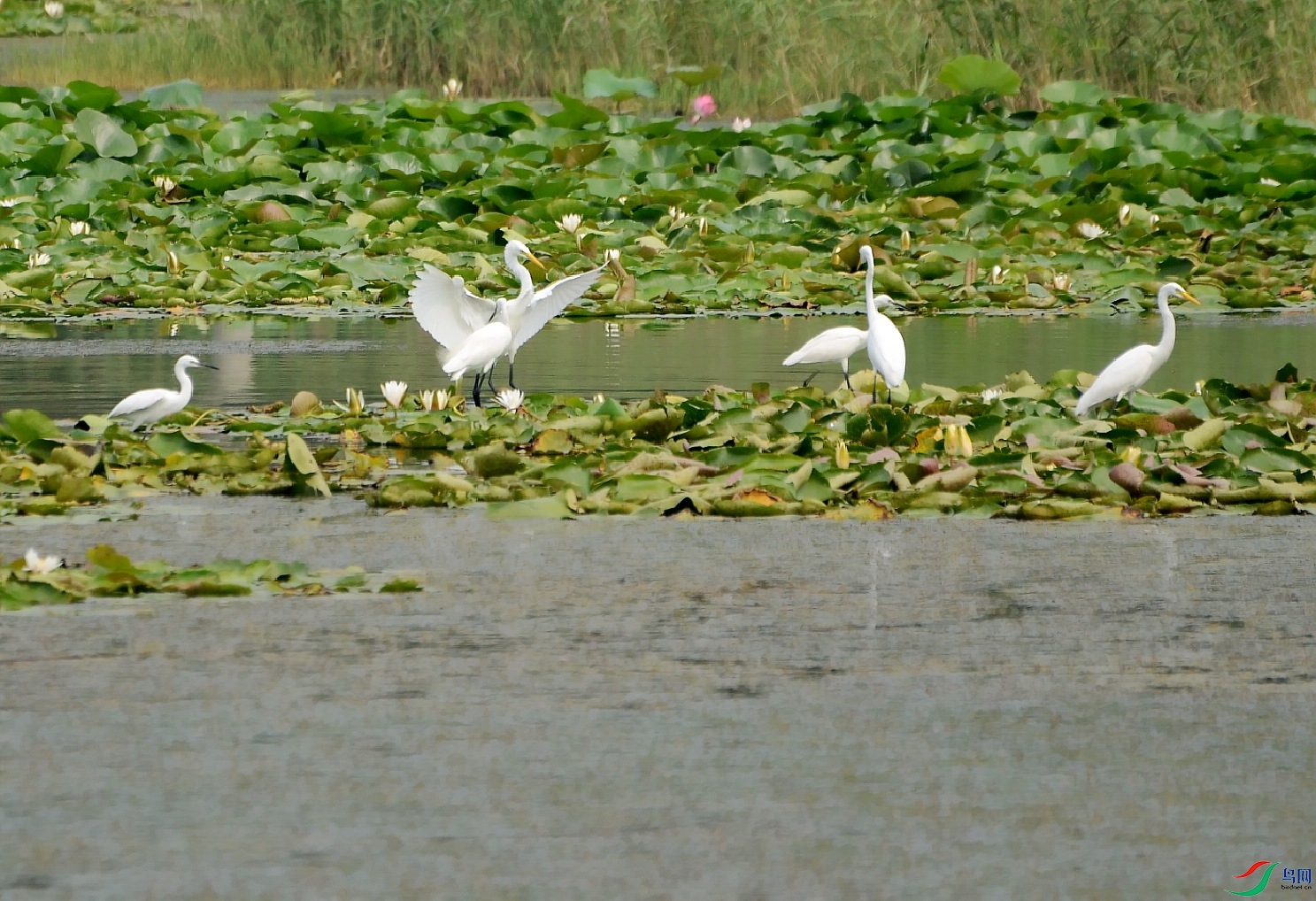 DSC_3863_conew1.jpg