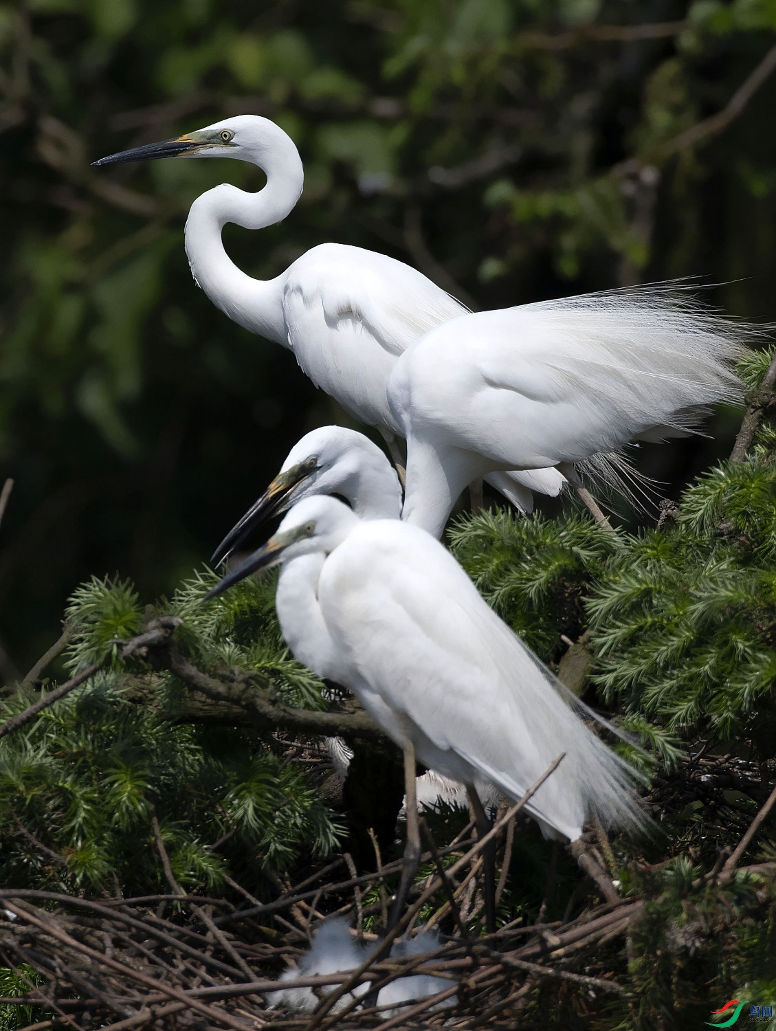 DSC_7400---_conew1.jpg