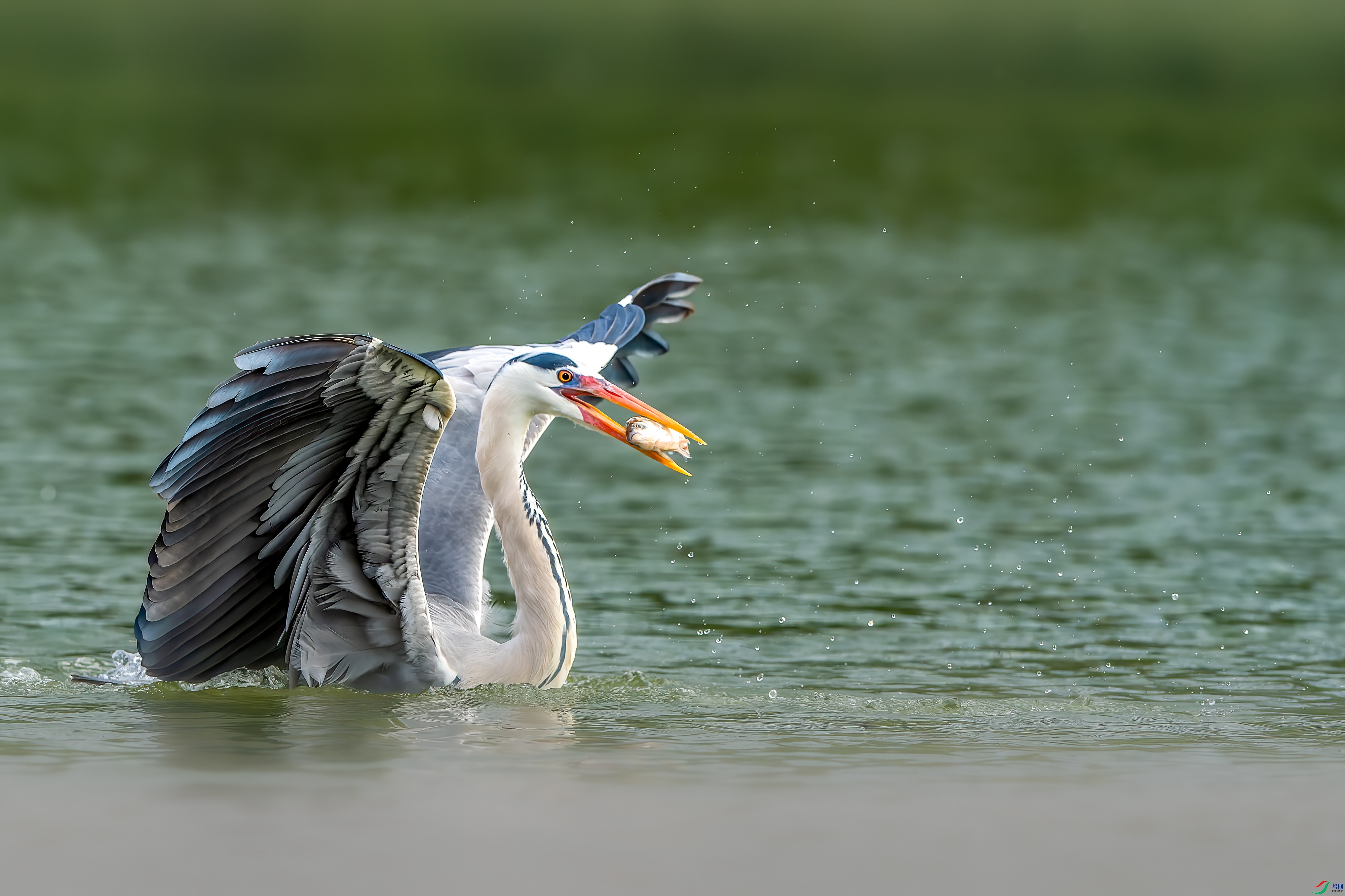 DSC_0541px_1.jpg