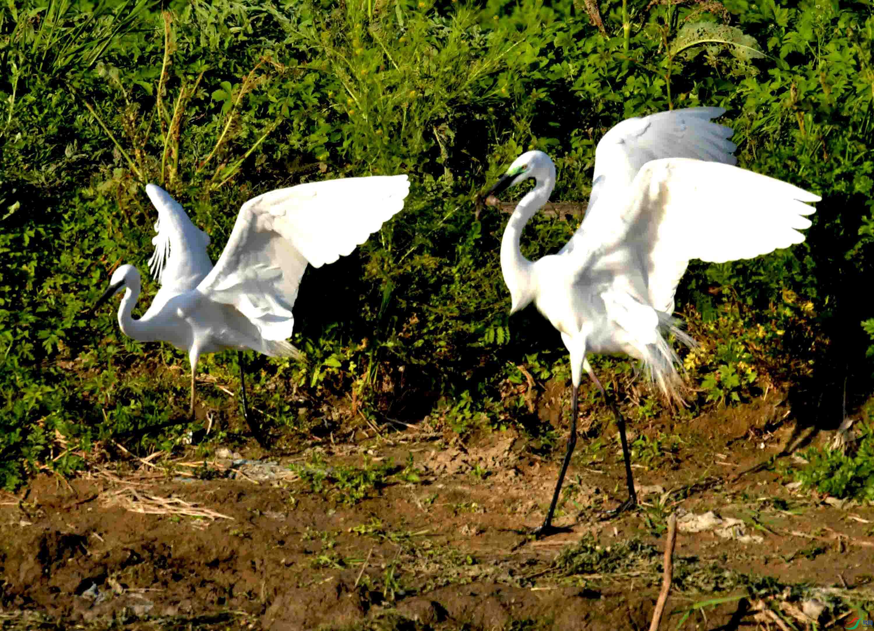 DSC_0812.JPG