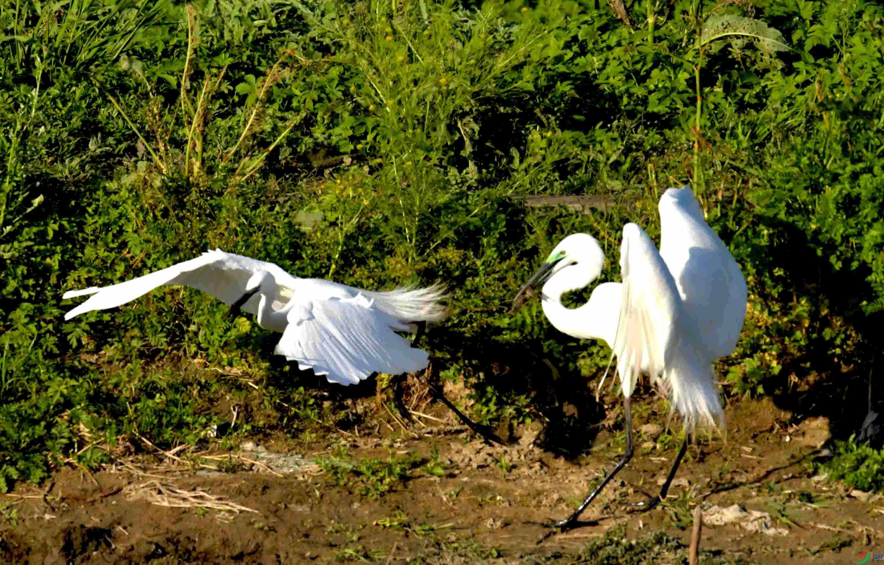 DSC_0811.JPG