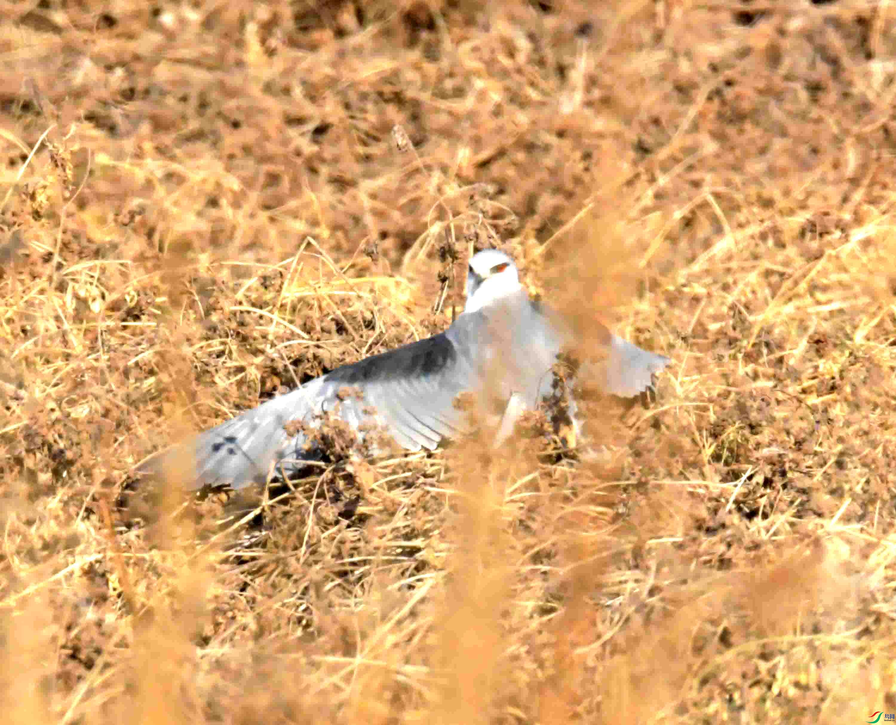 DSC_0301.JPG
