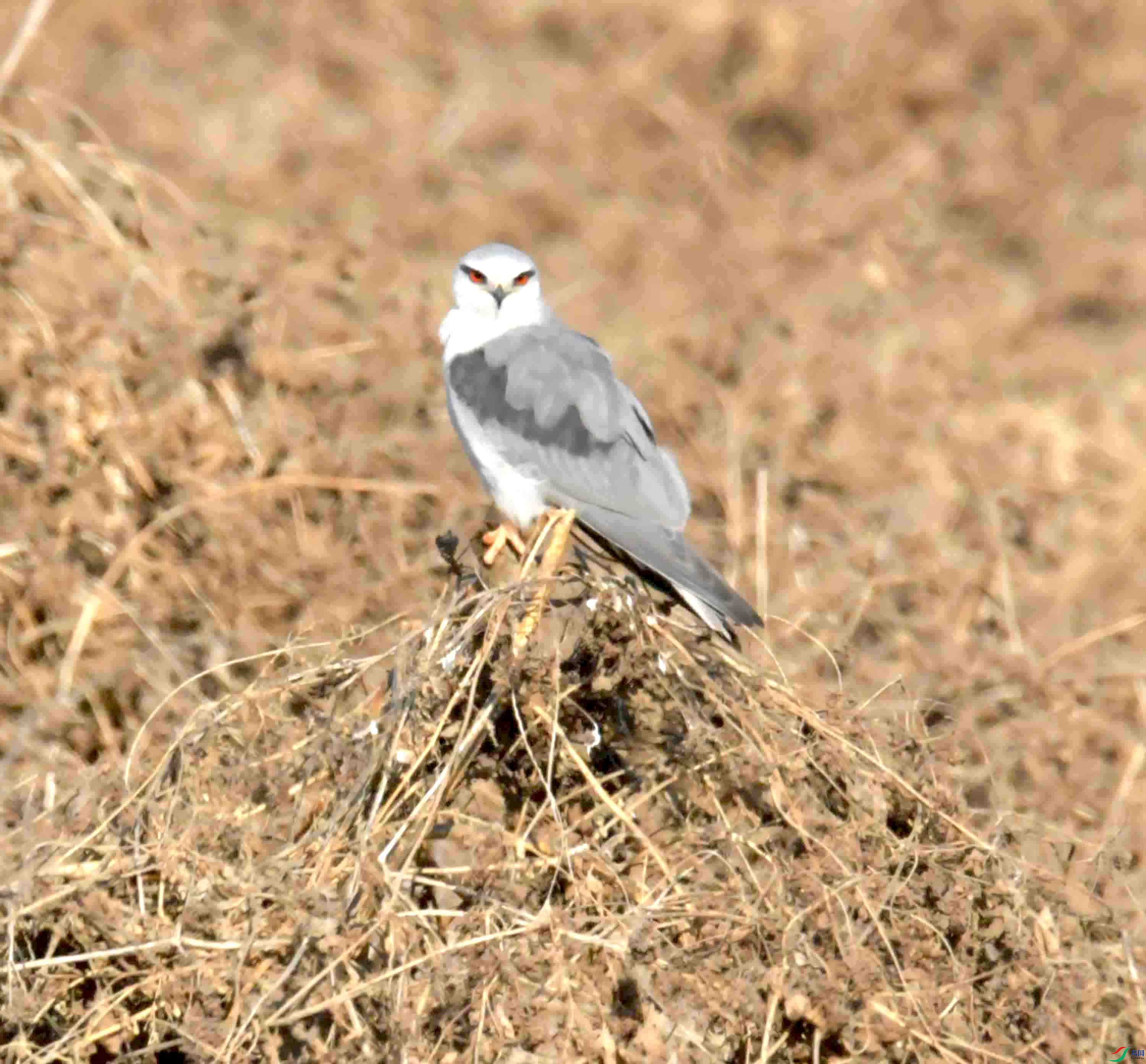 DSC_0312.JPG