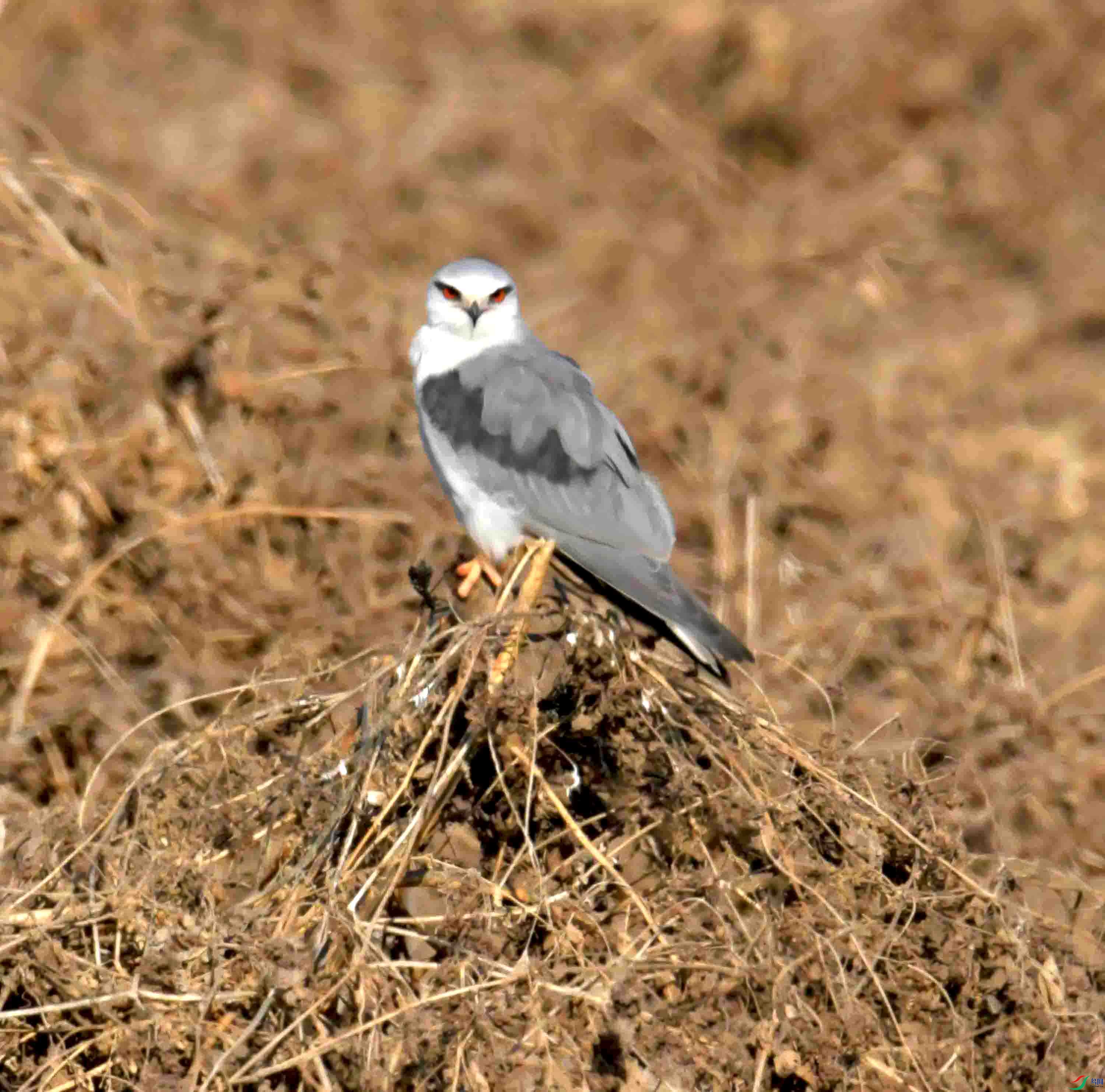DSC_0310.JPG