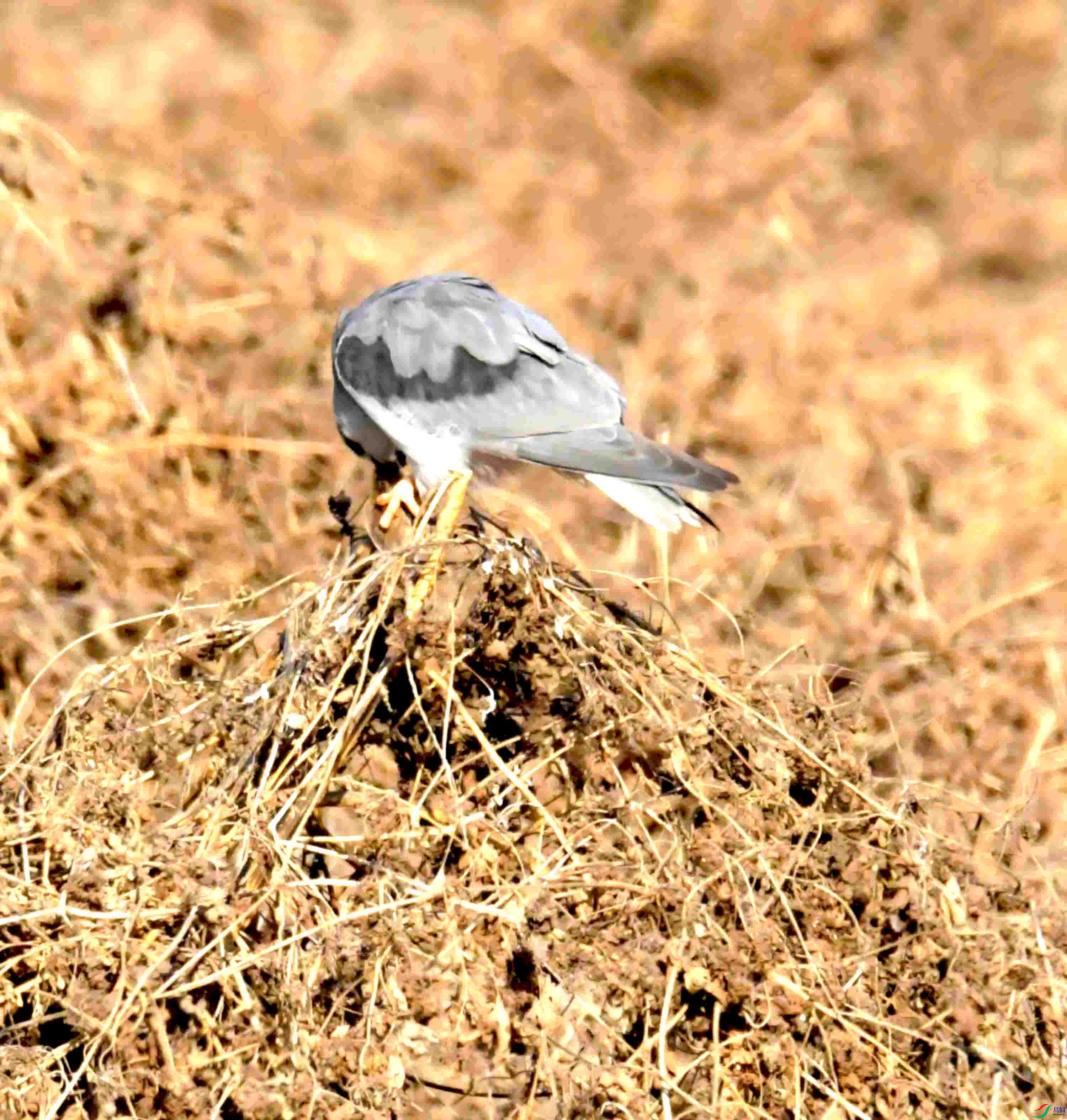 DSC_0317.JPG